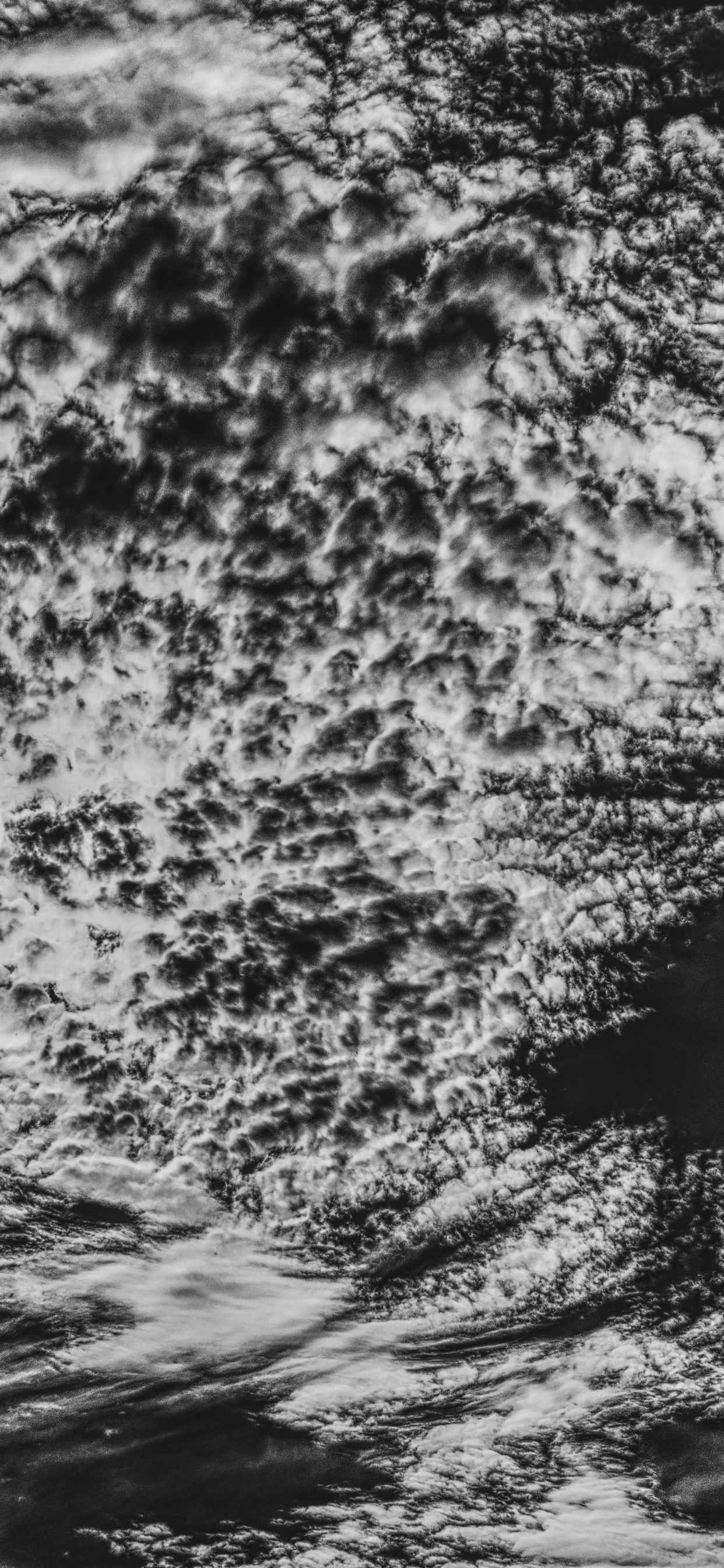 Обои отражение, дерево, небо, черный, облако в разрешении 1242x2688