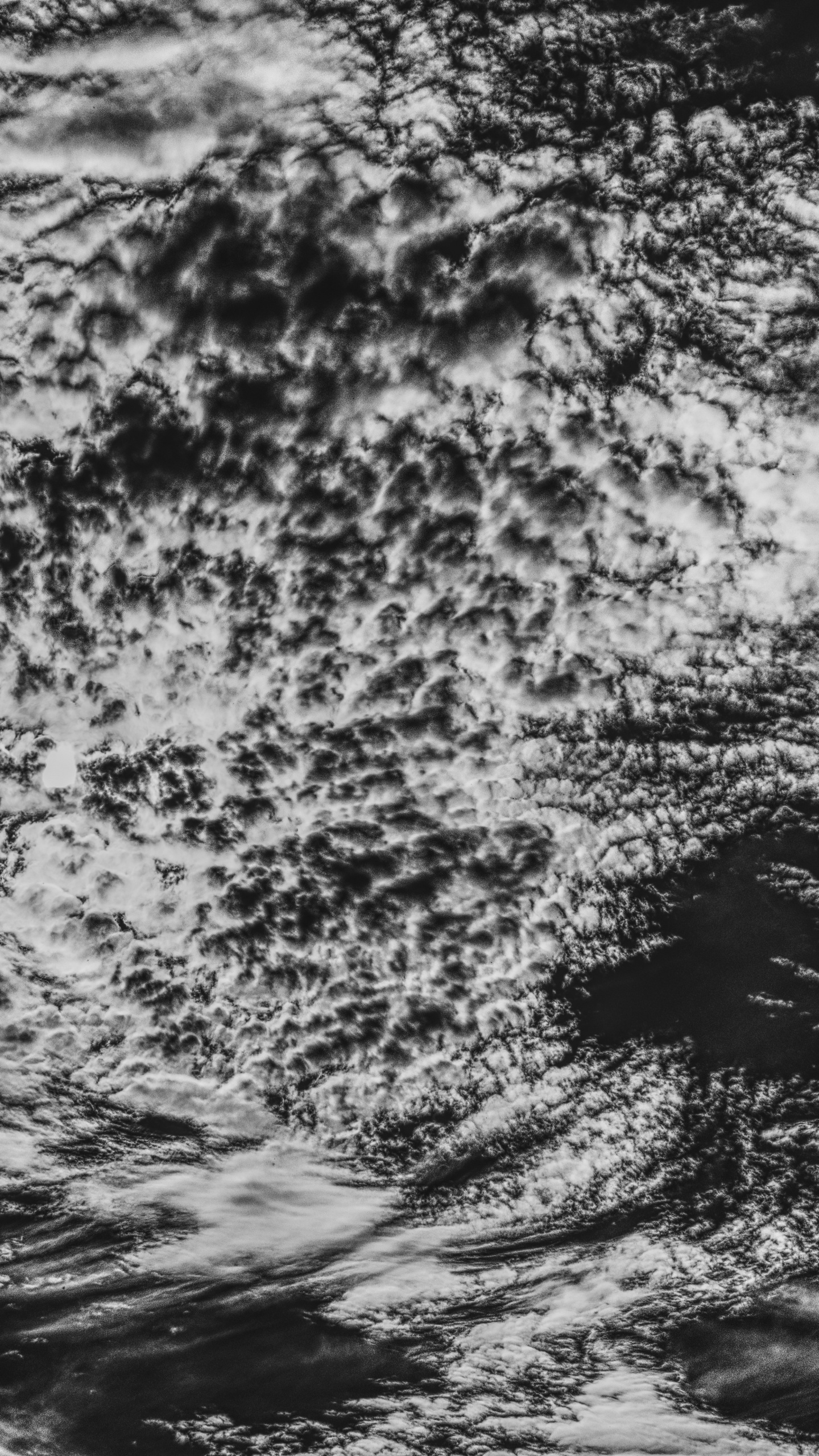 Обои отражение, дерево, небо, черный, облако в разрешении 1440x2560