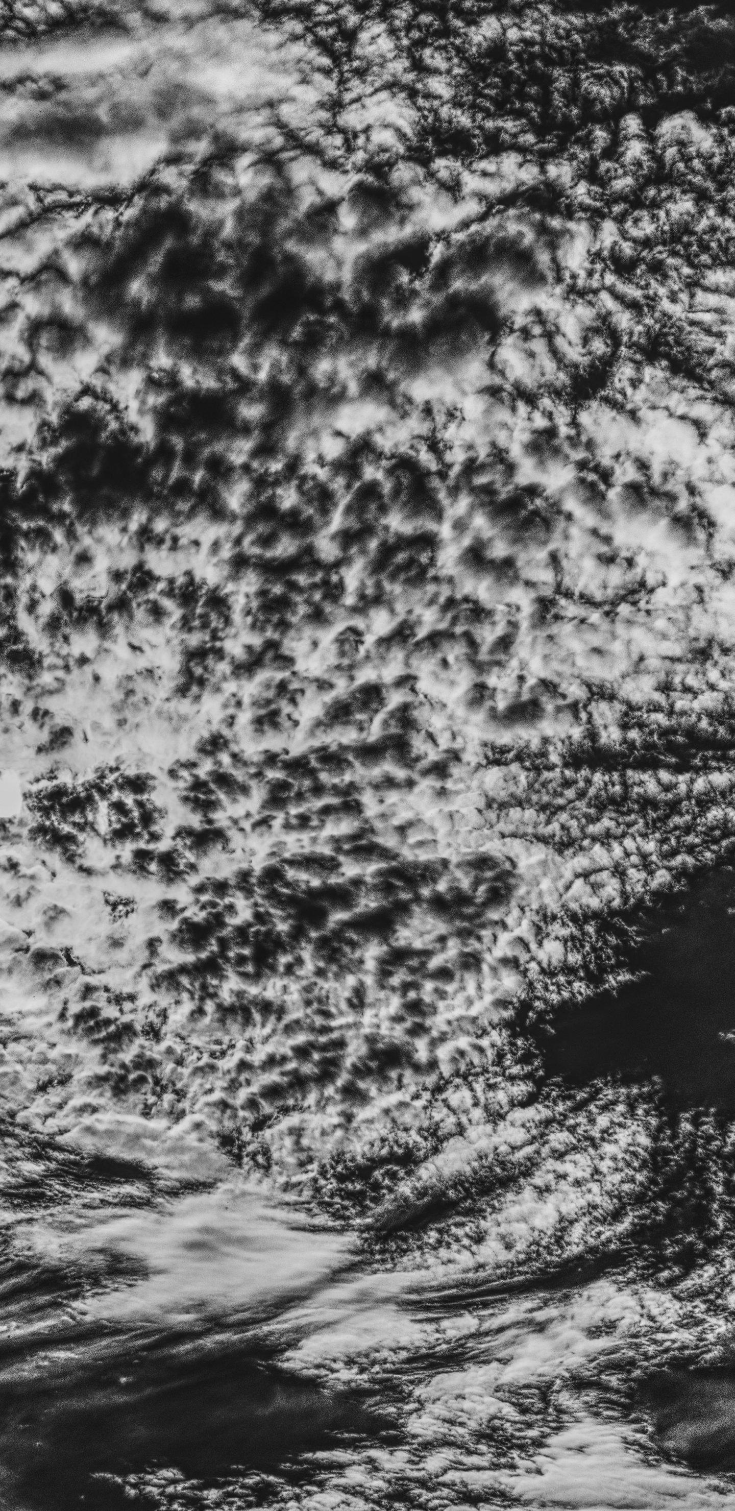 Обои отражение, дерево, небо, черный, облако в разрешении 1440x2960