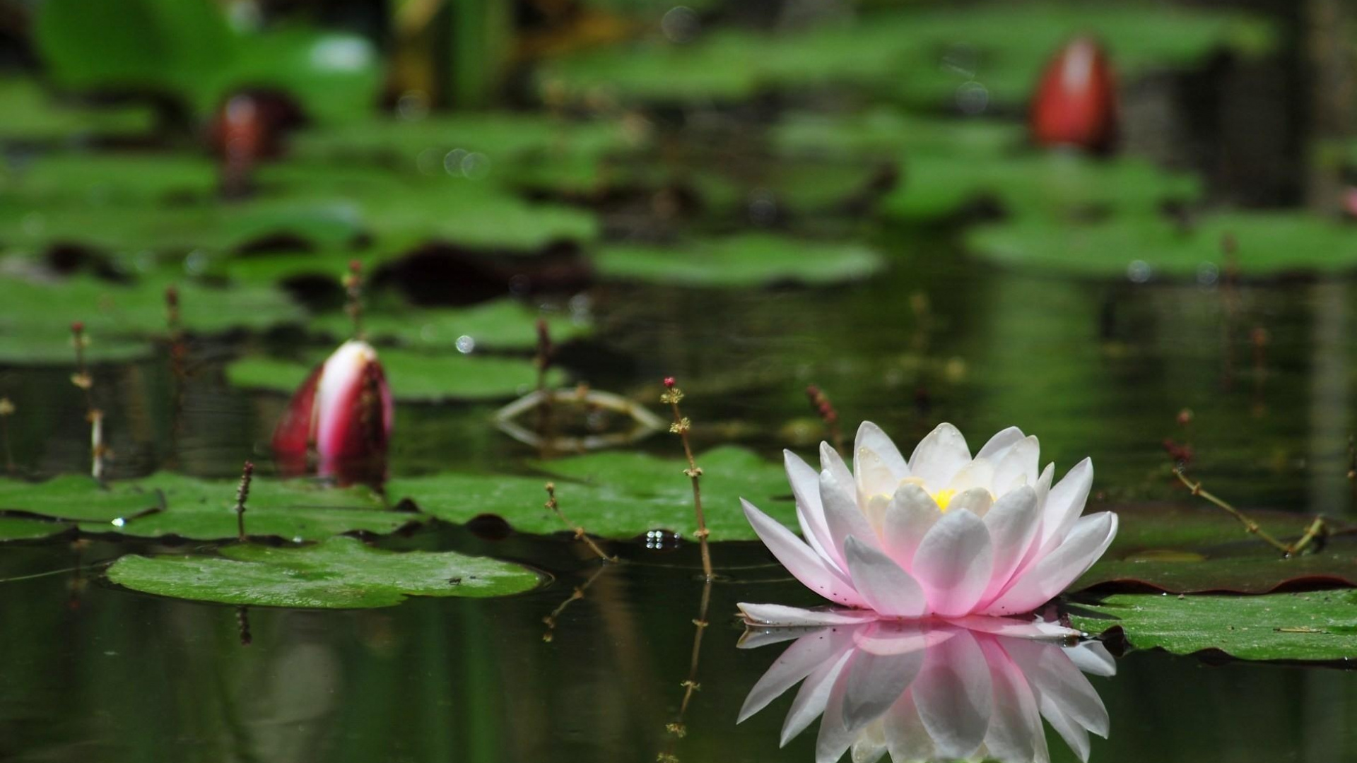 Обои священный Лотос, водное растение, лотоса семьи, растение, отражение в разрешении 1920x1080