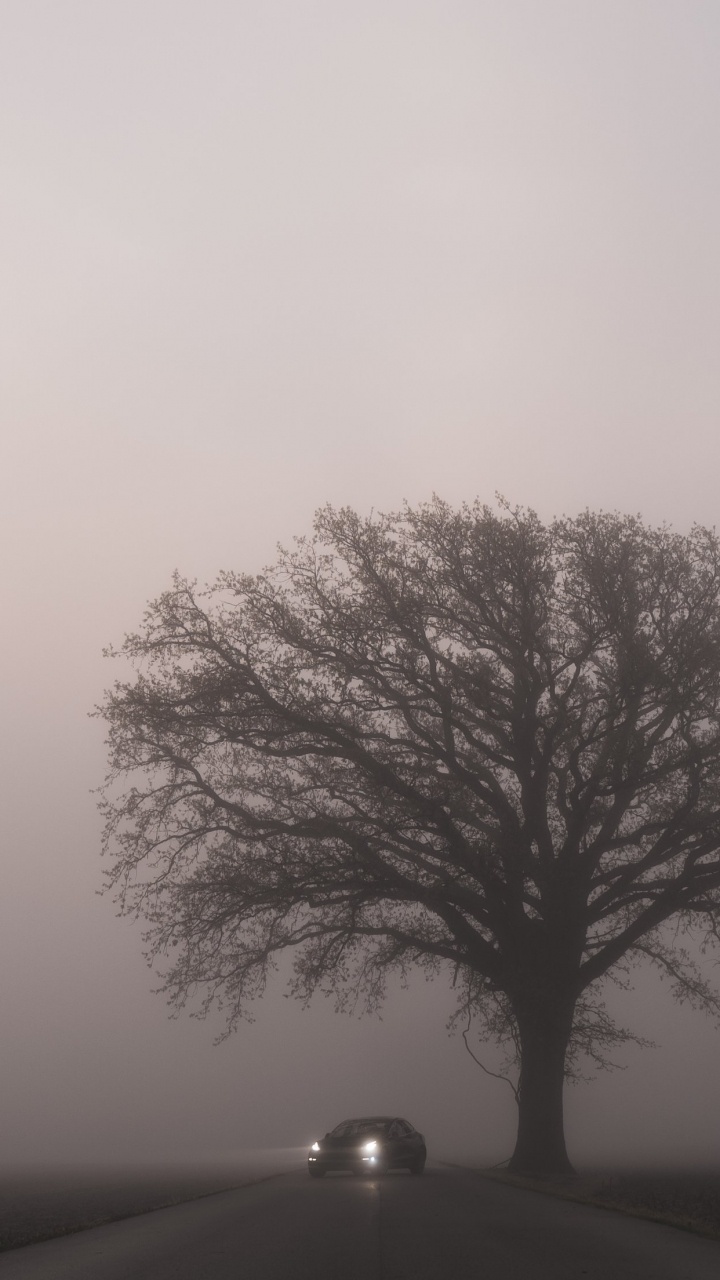 Обои Tesla Model 3, Tesla, легковые автомобили, Tesla Model S, яблоко в разрешении 720x1280