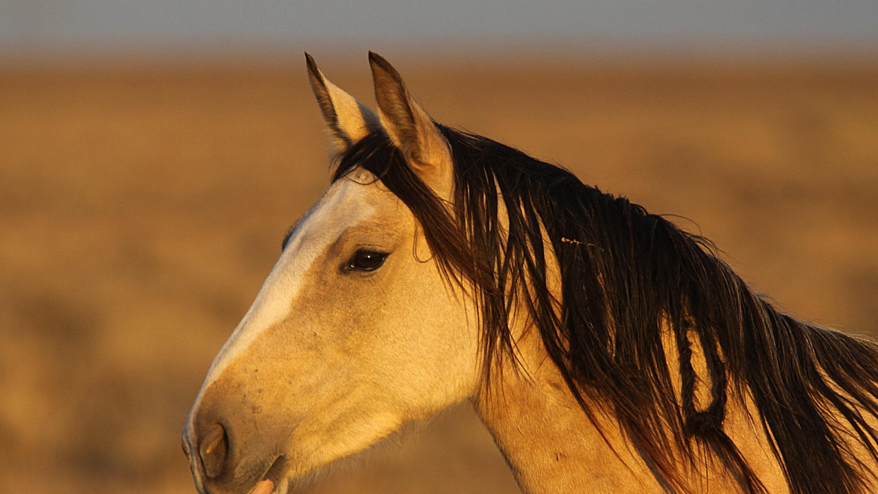 Обои Фризская лошадь, кобыла, тяжеловозная лошадь, Першерон, конь в разрешении 1280x720