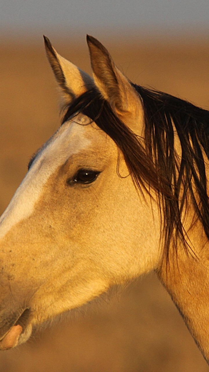 Обои Фризская лошадь, кобыла, тяжеловозная лошадь, Першерон, конь в разрешении 720x1280