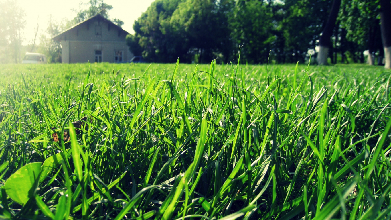 Обои газон, зеленый, урожай, растение, семейство травы в разрешении 1366x768