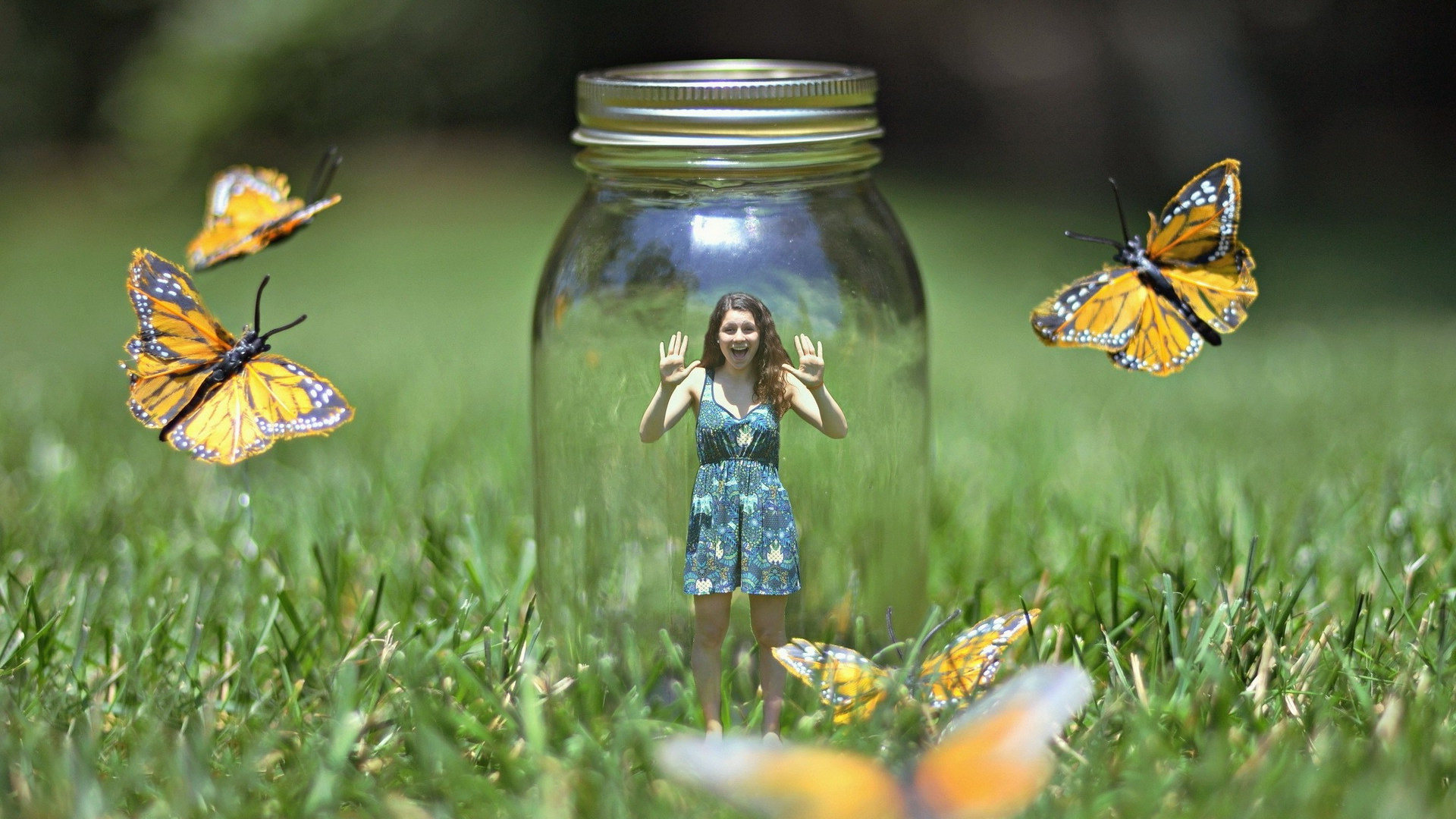 Обои Синтия подрода, арт, беспозвоночных, насекомое, полевой цветок в разрешении 1920x1080