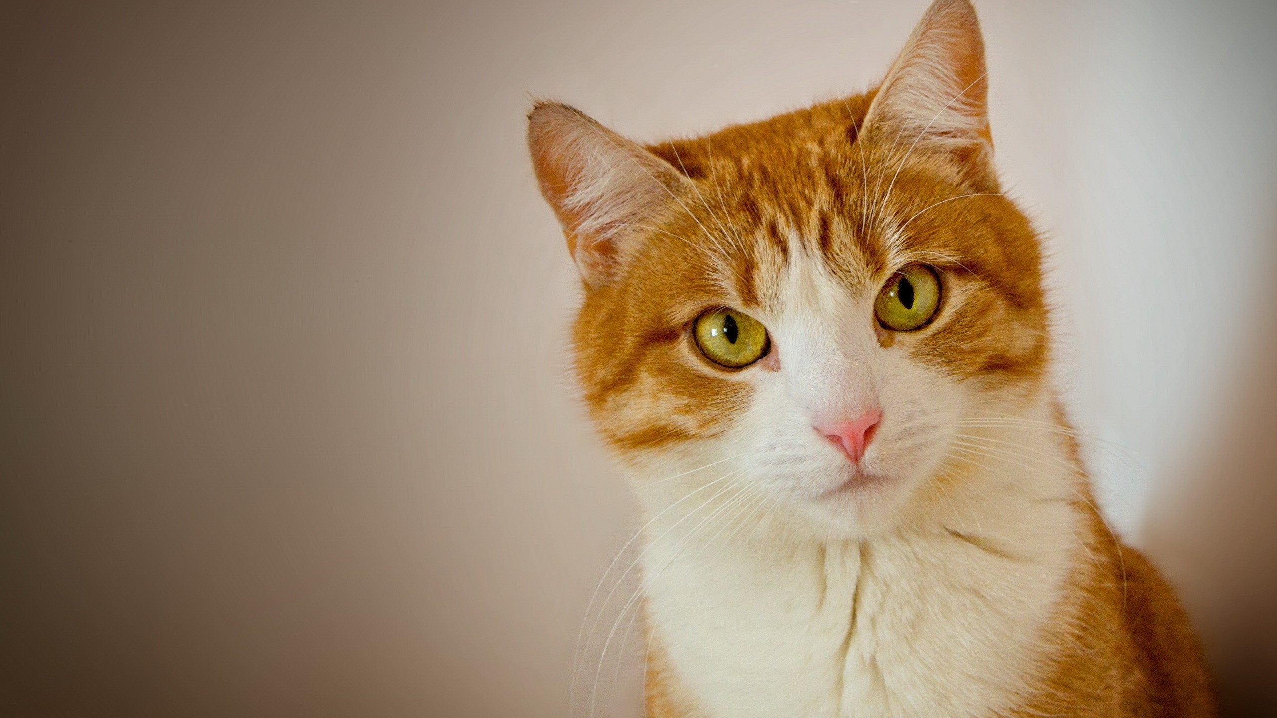 Обои котенок, кошачьих, фауна, млекопитающие, привлекательность в разрешении 2560x1440