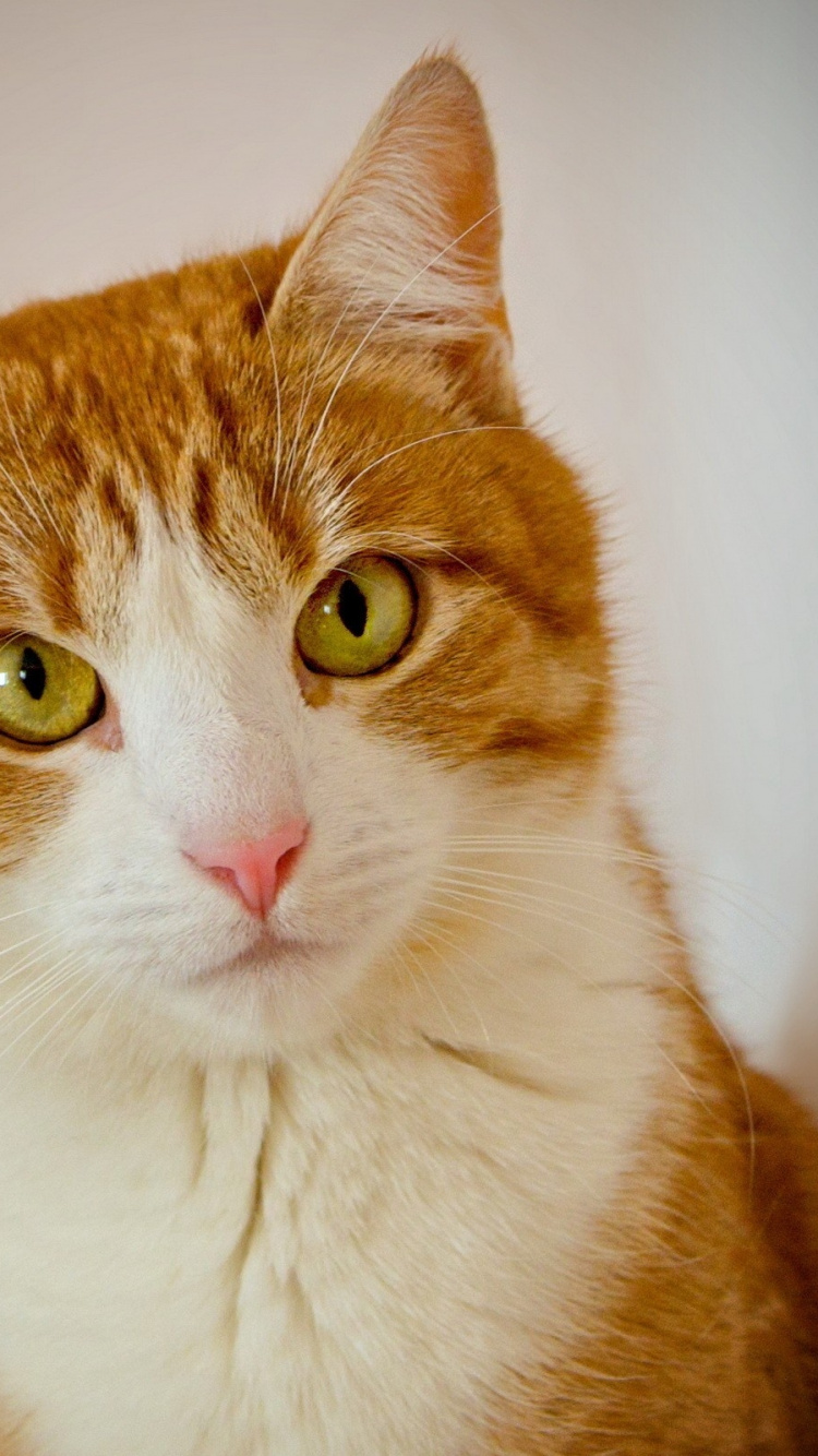 Обои котенок, кошачьих, фауна, млекопитающие, привлекательность в разрешении 750x1334