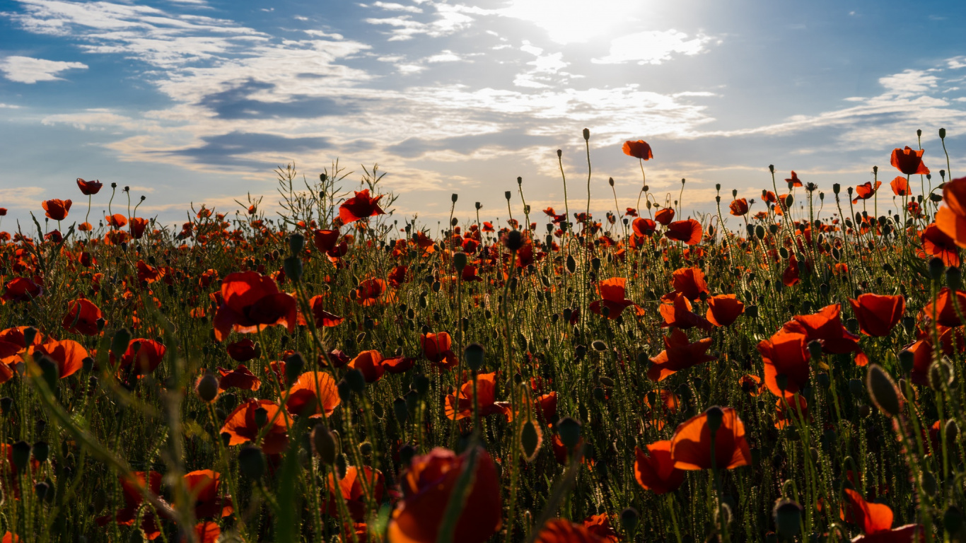 Обои полевой цветок, цветок, поле, растение, луг в разрешении 1366x768