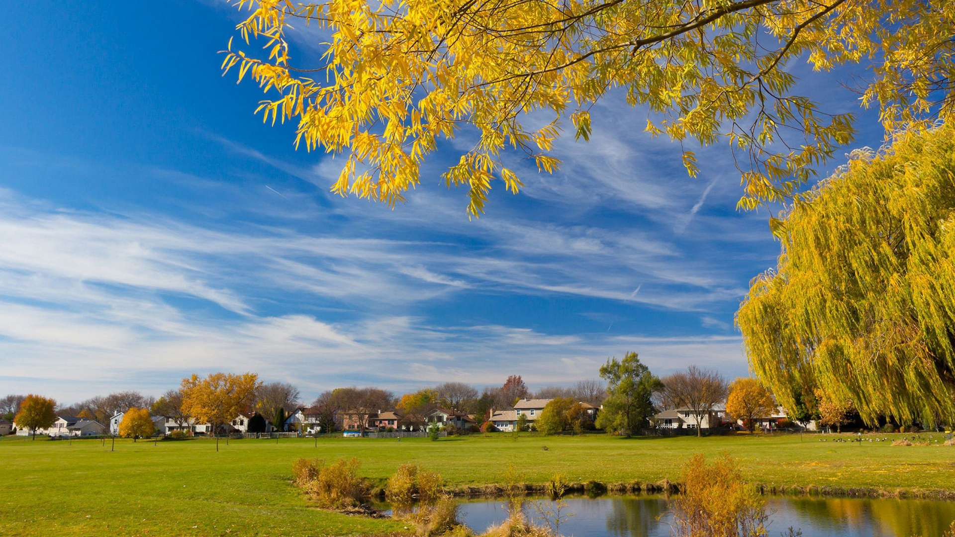 Обои пейзаж, дерево, природа, лист, желтый в разрешении 1920x1080