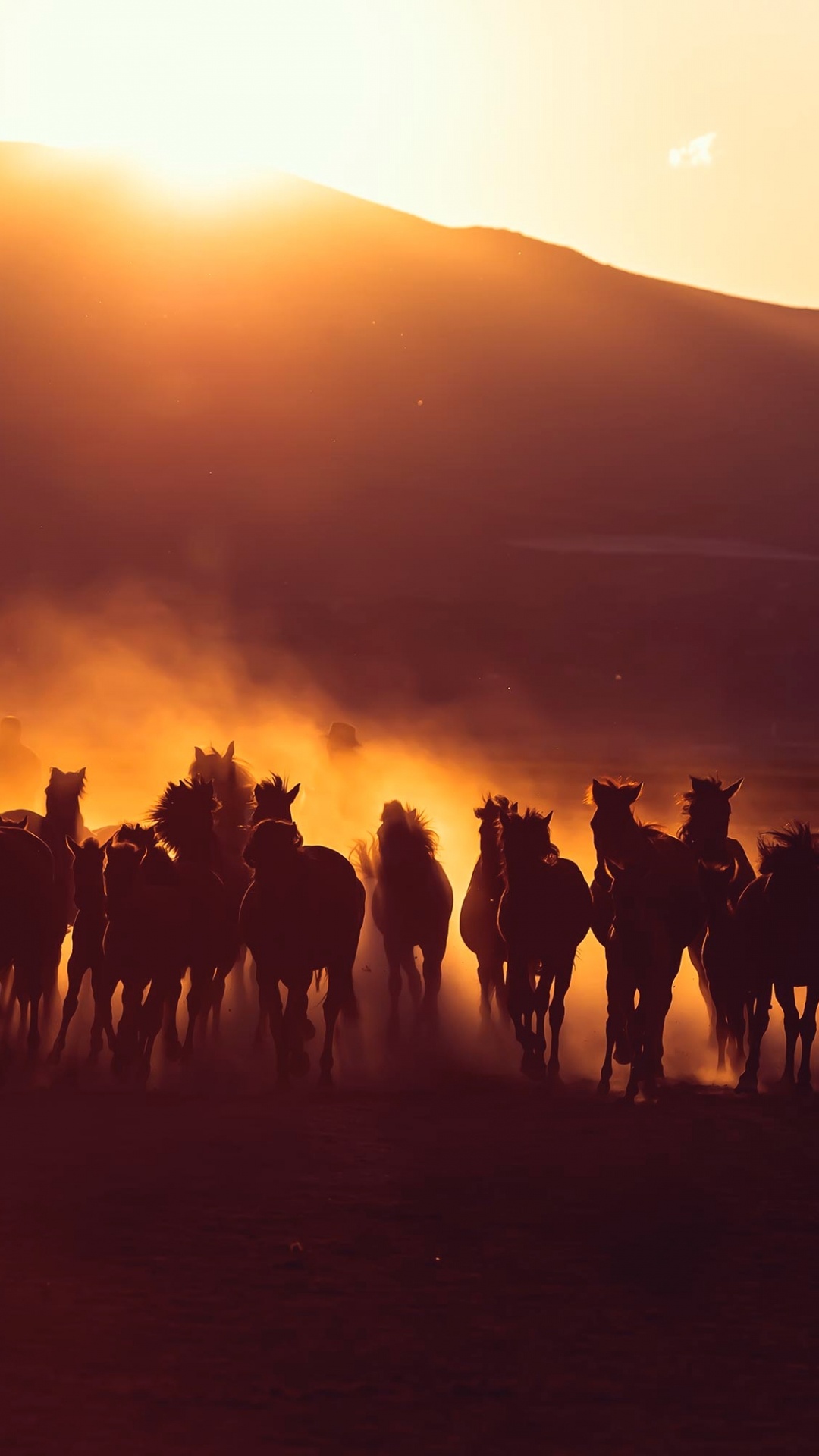 Обои верблюд, окружающая среда, стадо, восход солнца, экорегион в разрешении 1080x1920