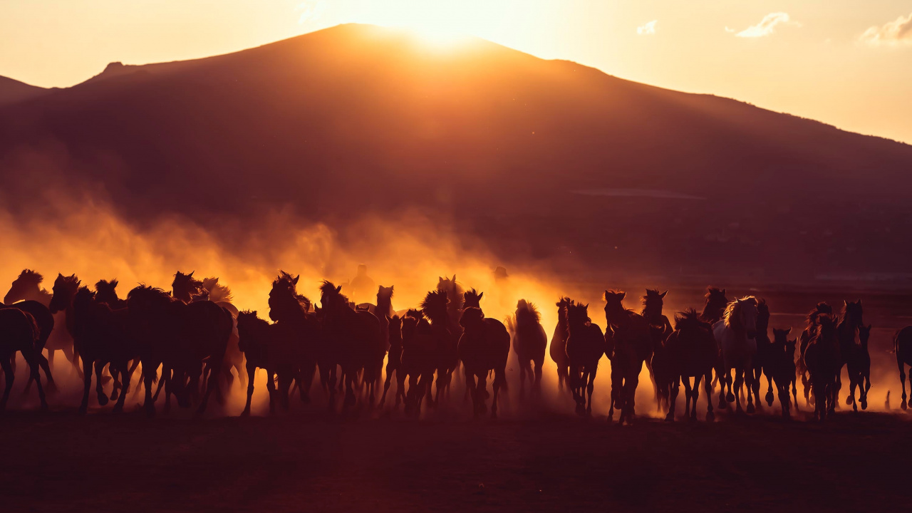 Обои верблюд, окружающая среда, стадо, восход солнца, экорегион в разрешении 1280x720