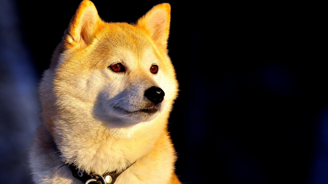 Обои сиба ину, щенок, Акито, собака породы, морда в разрешении 1366x768