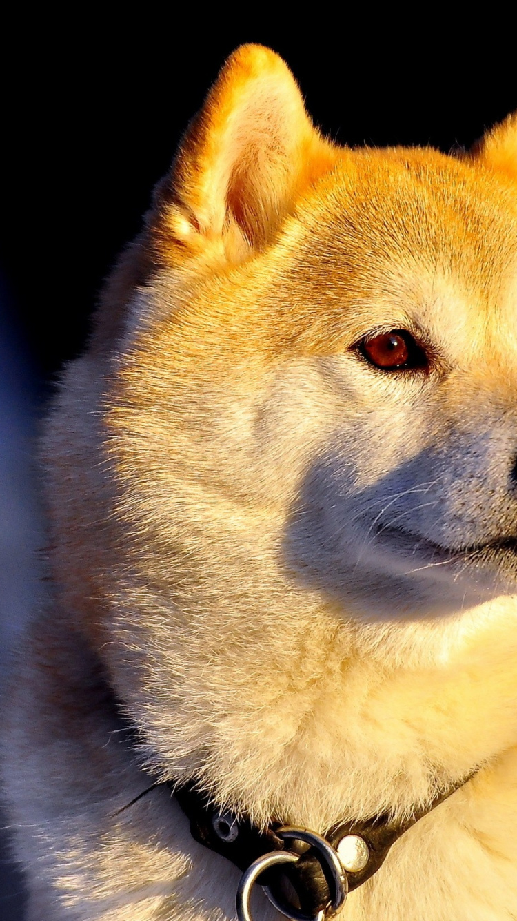 Обои сиба ину, щенок, Акито, собака породы, морда в разрешении 750x1334