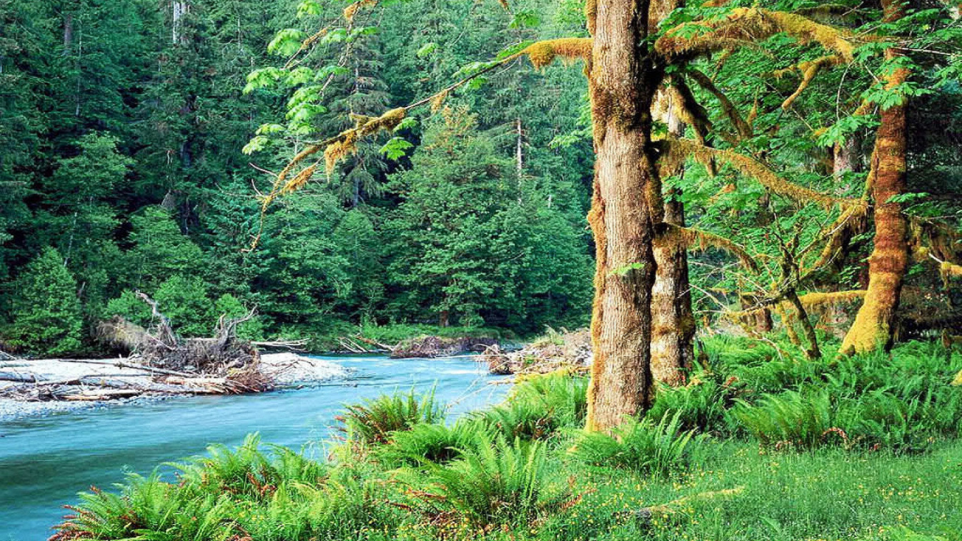 Обои дерево, природа, лес, природный заповедник, растительность в разрешении 1366x768