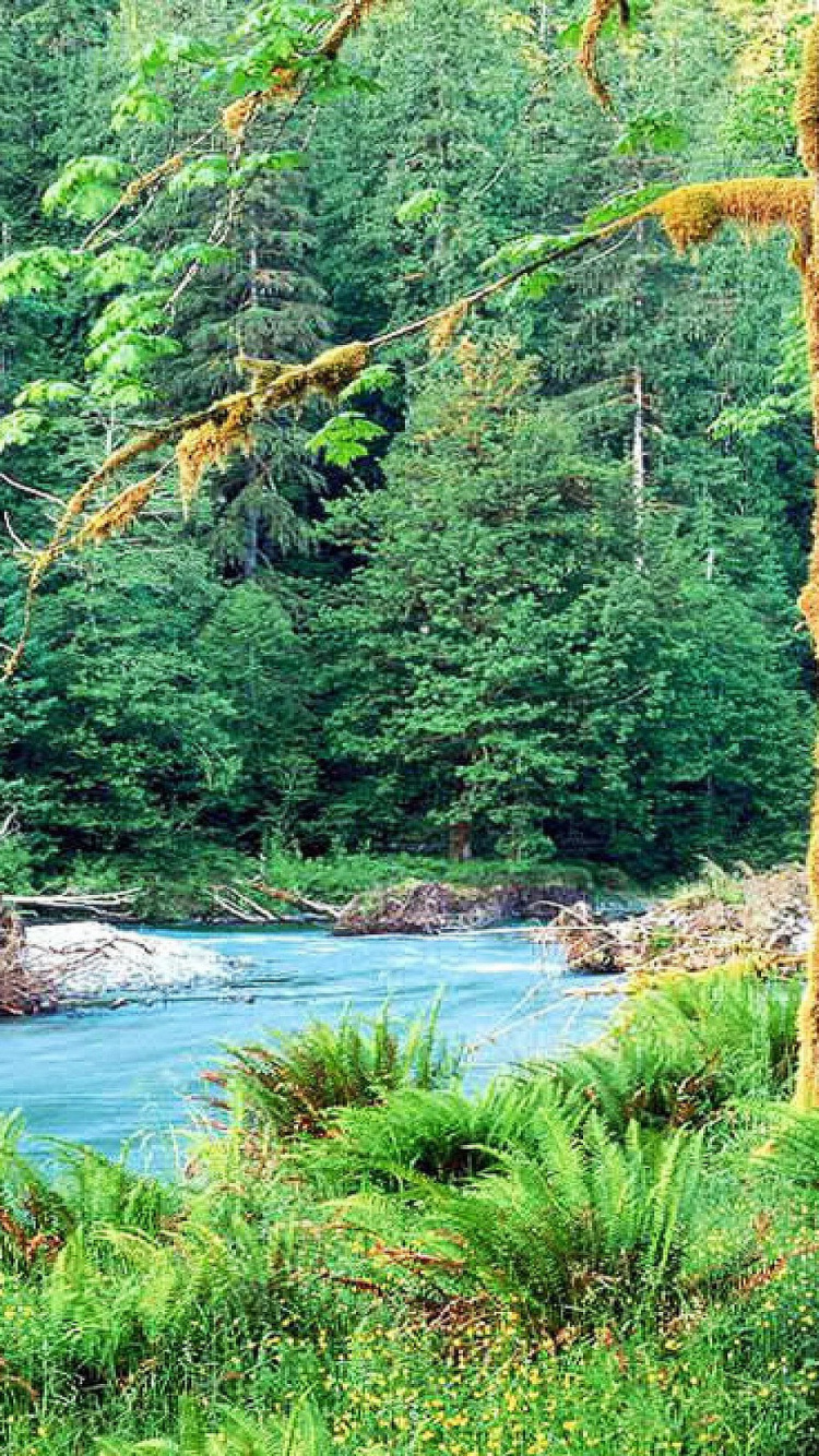 Обои дерево, природа, лес, природный заповедник, растительность в разрешении 750x1334