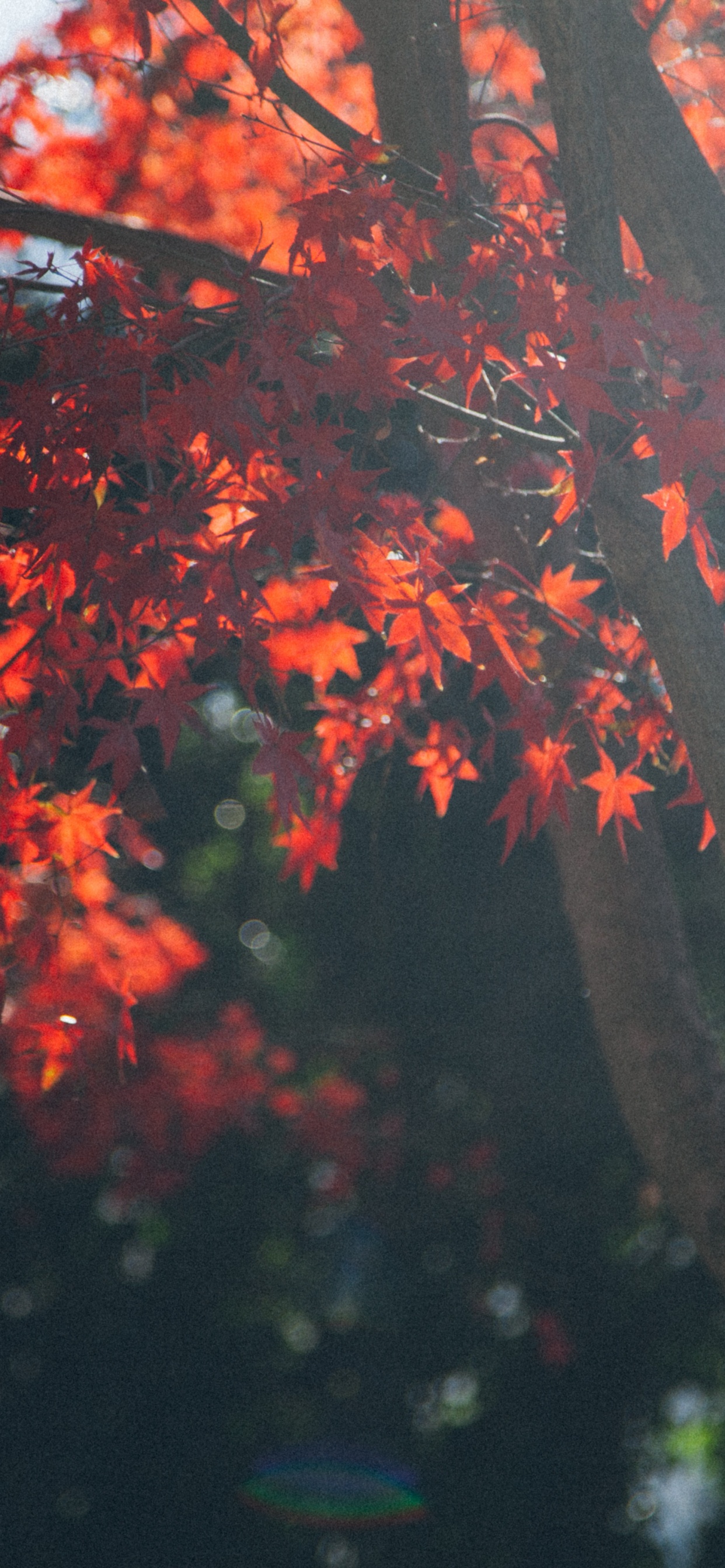 Обои дерево, растение, Бог, вера, растительность в разрешении 1242x2688