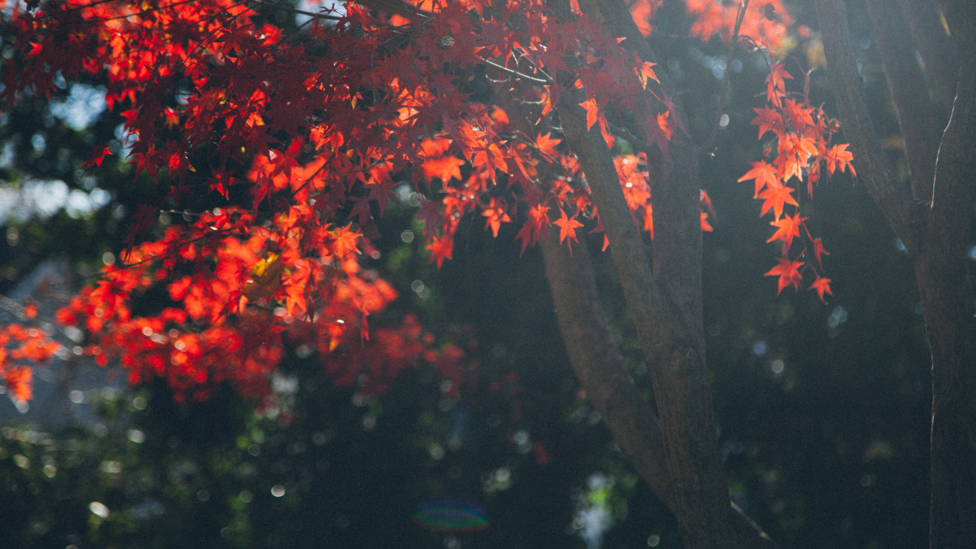 Обои дерево, растение, Бог, вера, растительность в разрешении 1920x1080