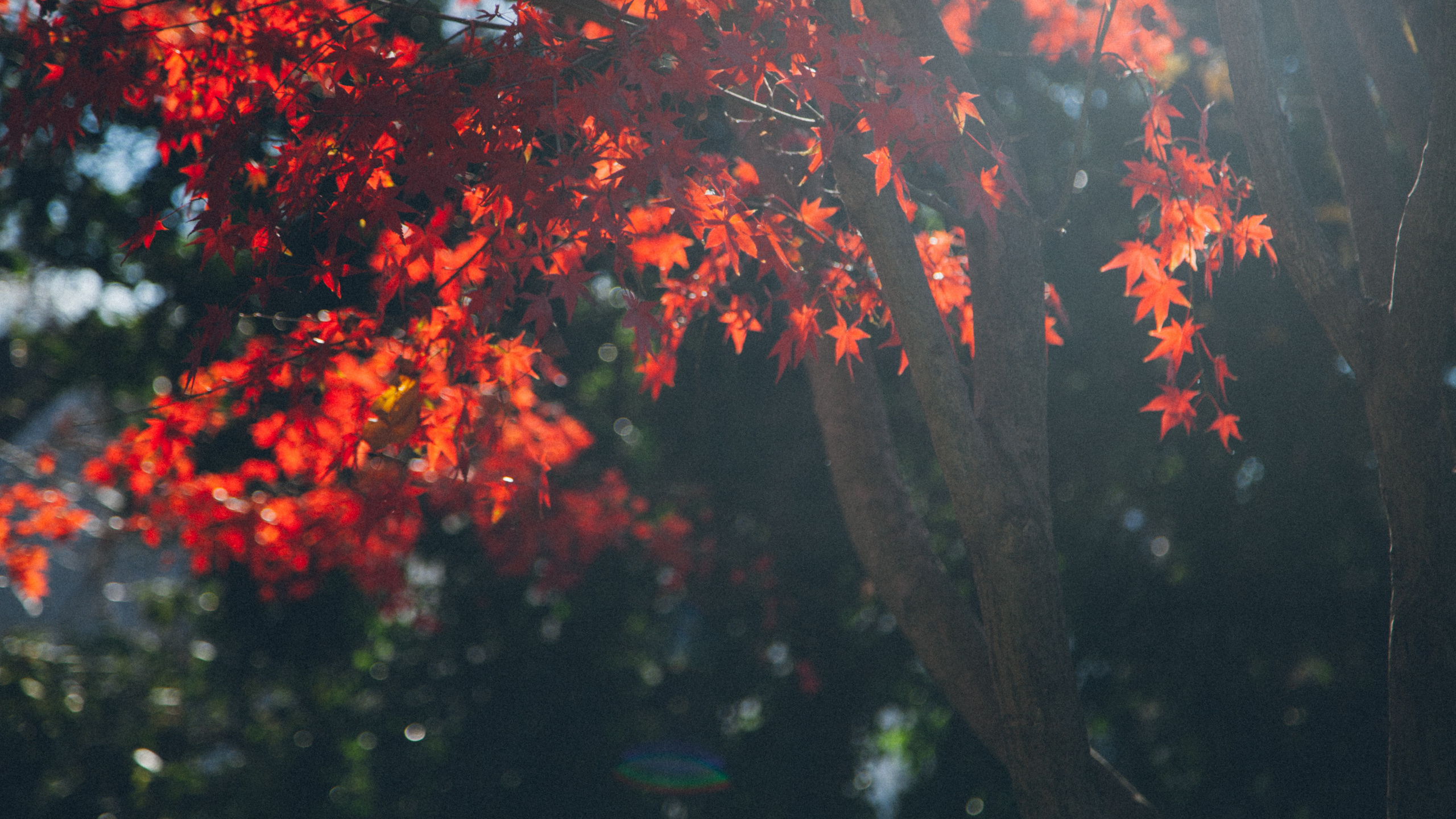 Обои дерево, растение, Бог, вера, растительность в разрешении 2560x1440