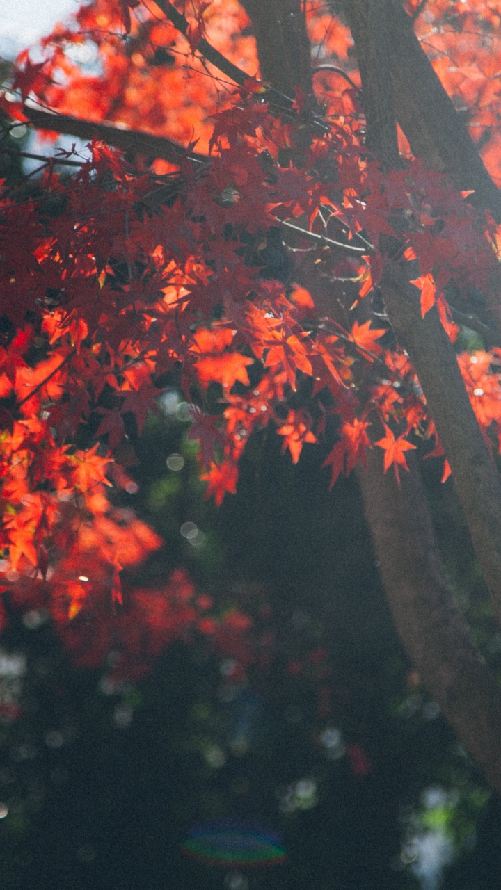 Обои дерево, растение, Бог, вера, растительность в разрешении 720x1280