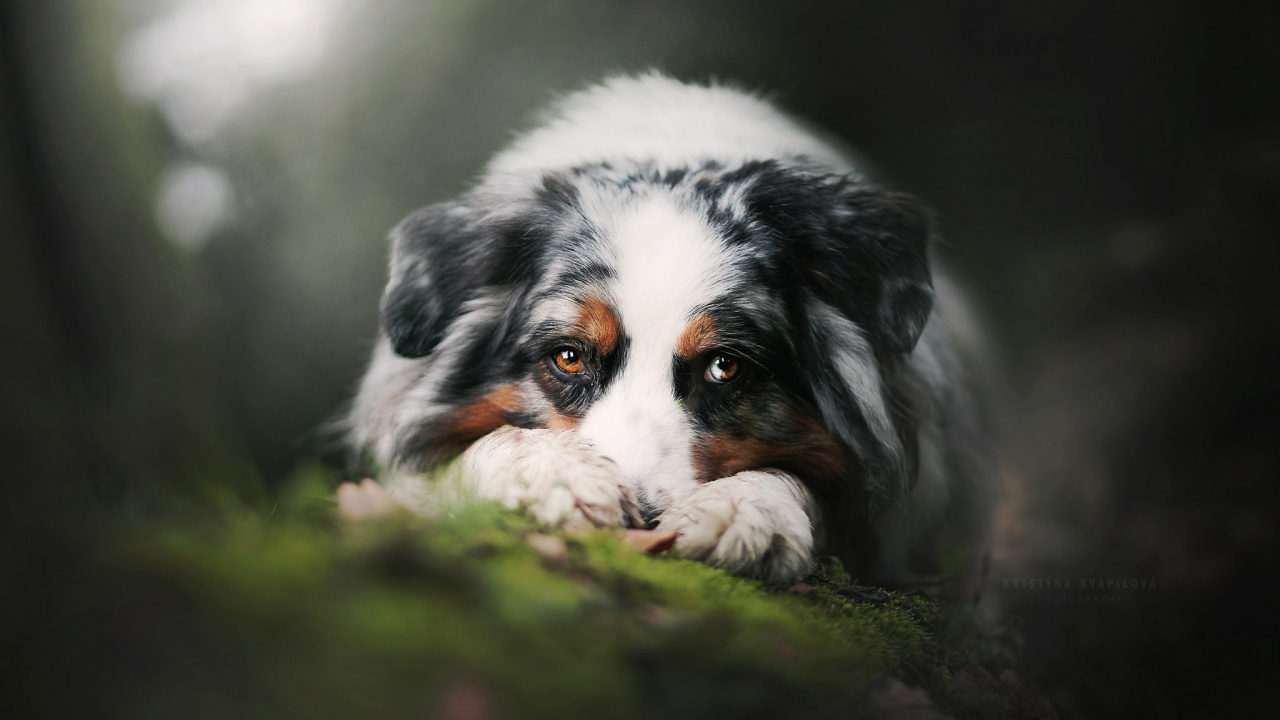 Обои Австралийская овчарка, щенок, пес, собака породы, Бернский зенненхунд в разрешении 1280x720