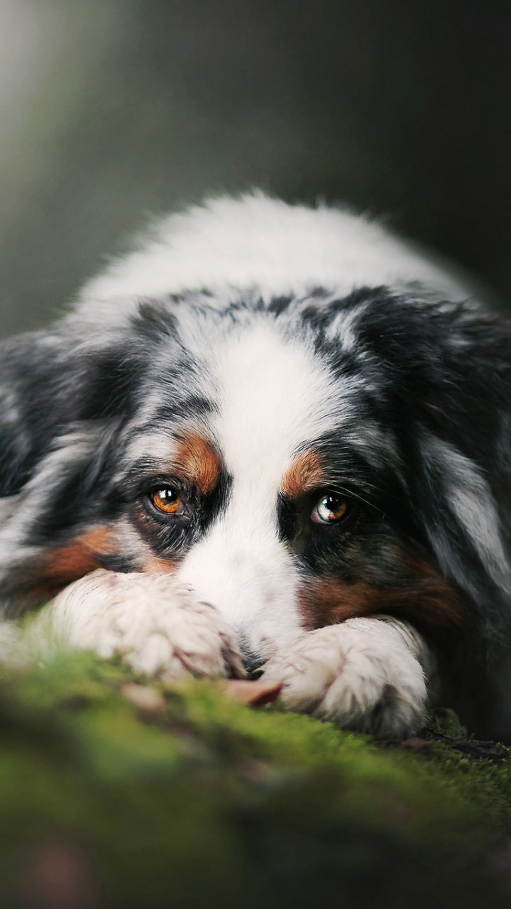 Обои Австралийская овчарка, щенок, пес, собака породы, Бернский зенненхунд в разрешении 720x1280