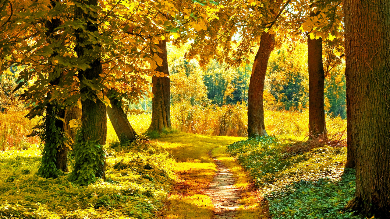 Обои осень, дерево, природа, лист, лес в разрешении 1280x720