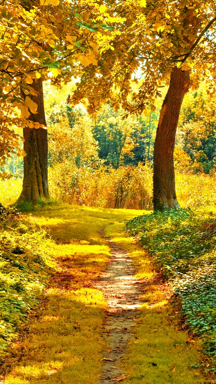 Обои осень, дерево, природа, лист, лес в разрешении 720x1280