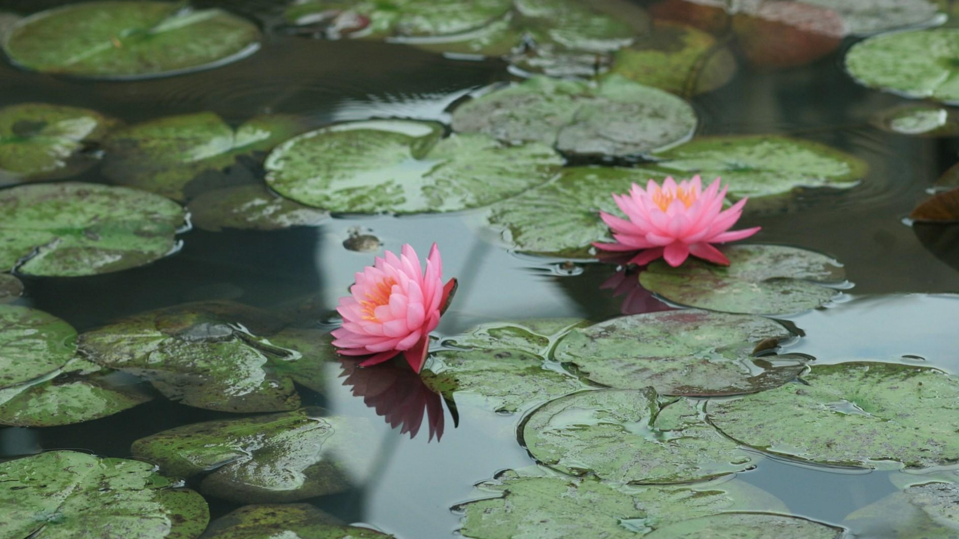 Обои водное растение, лотоса семьи, священный Лотос, пруд, Лотос орехоносный в разрешении 1920x1080