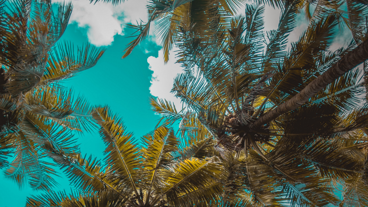 Обои дерево, растительность, Черви-глаза, Ни Гуччи Ни Прада, риф в разрешении 1280x720