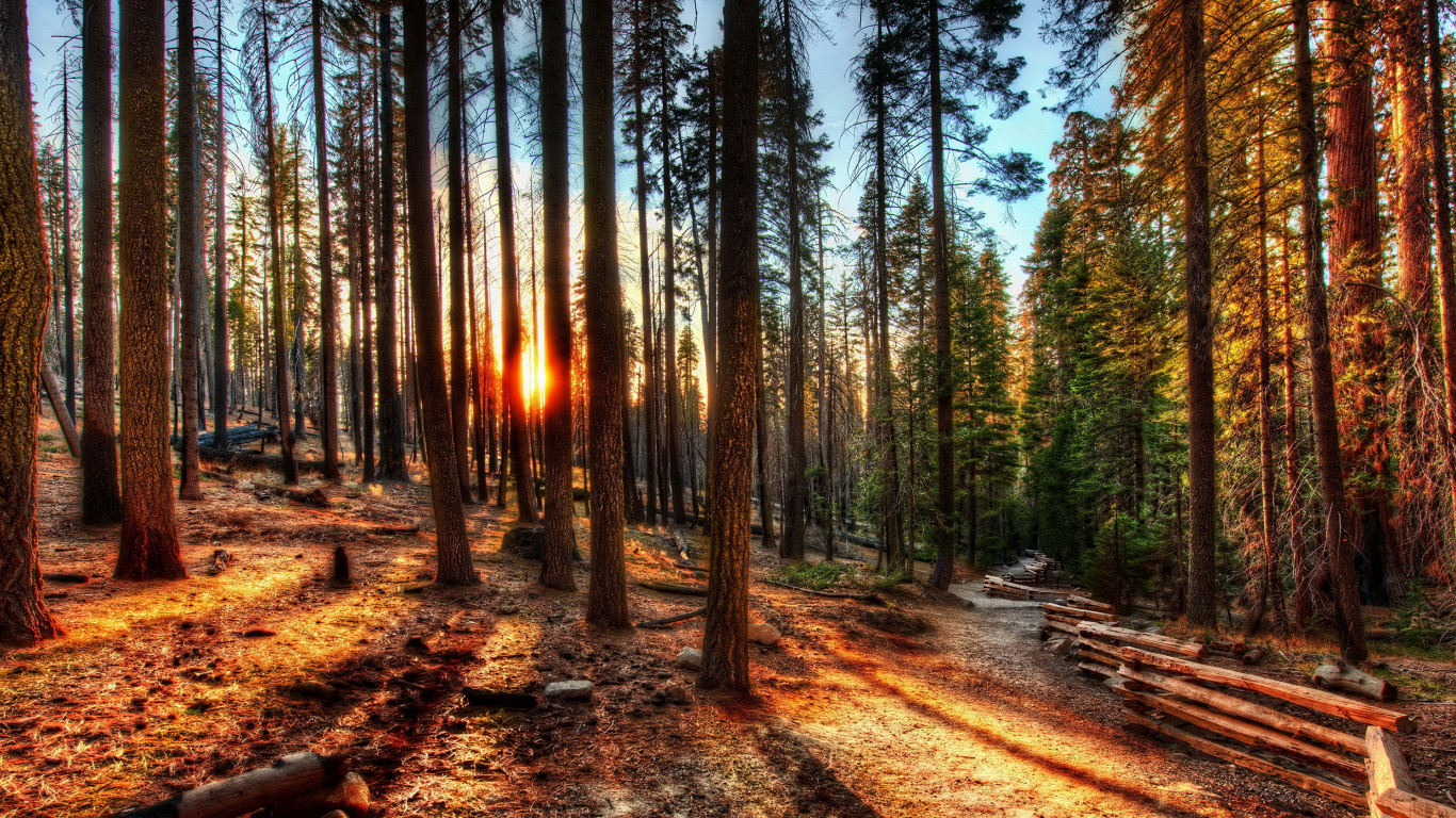 Обои природа, дерево, лес, лесистая местность, природный заповедник в разрешении 1366x768