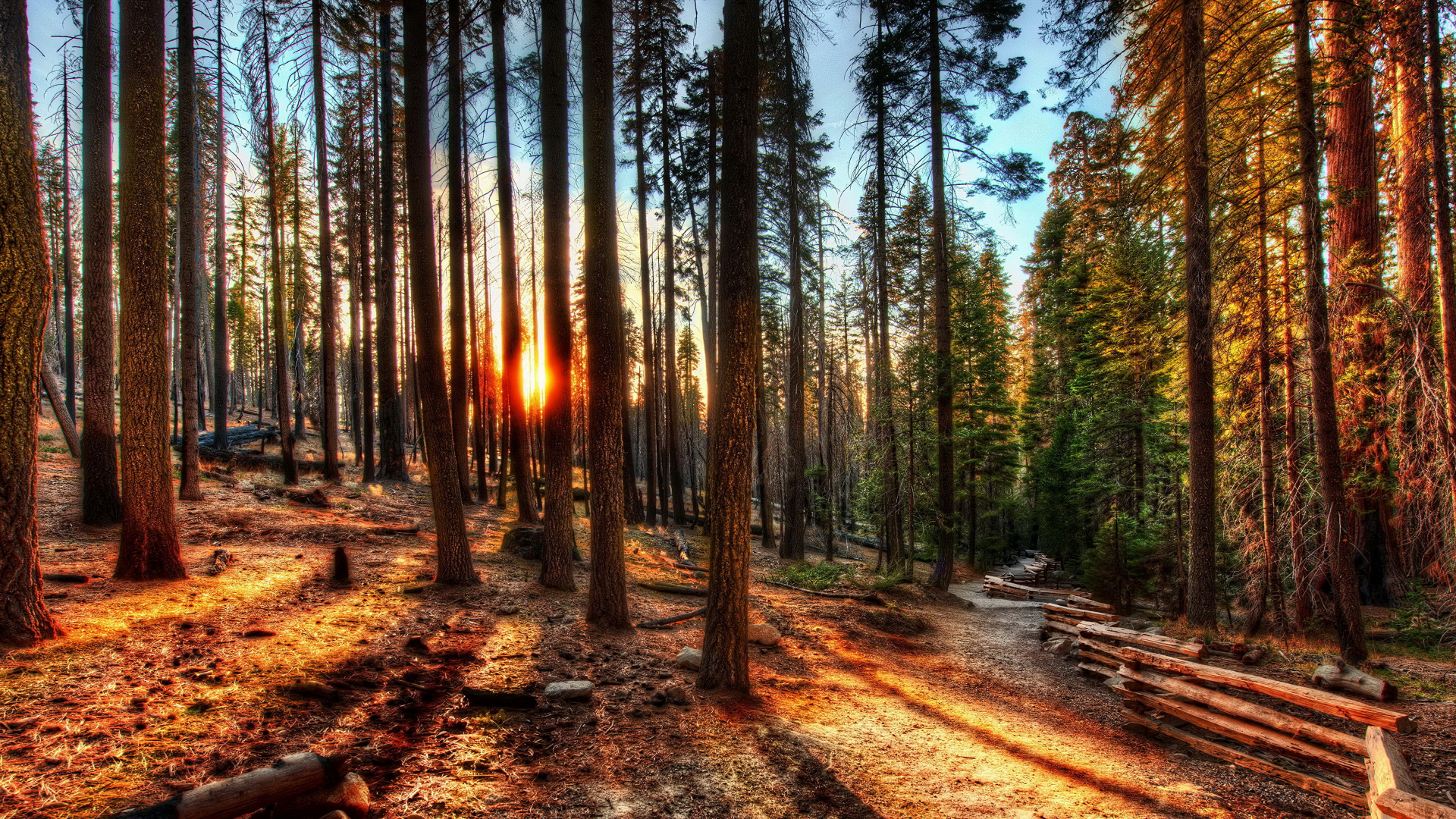 Обои природа, дерево, лес, лесистая местность, природный заповедник в разрешении 1920x1080