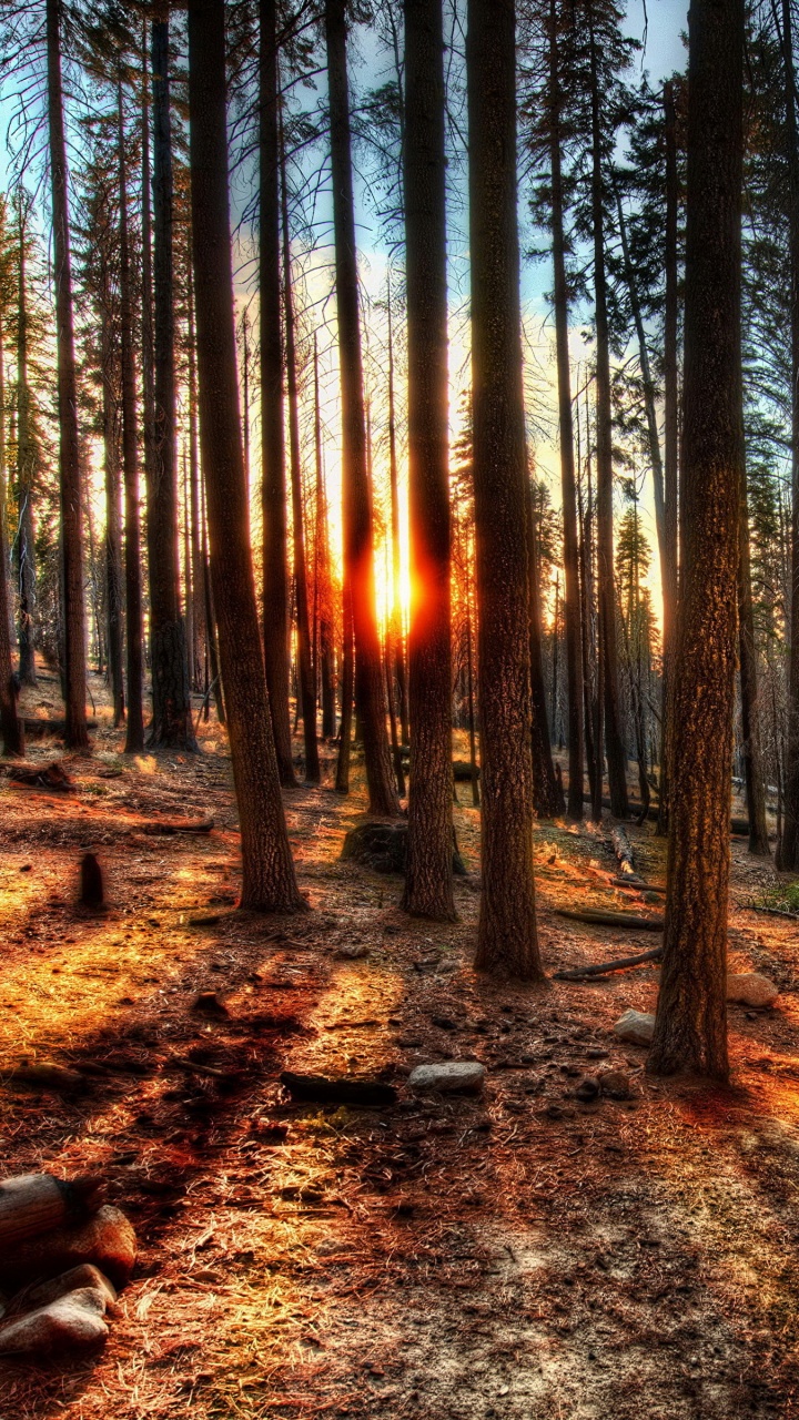 Обои природа, дерево, лес, лесистая местность, природный заповедник в разрешении 720x1280