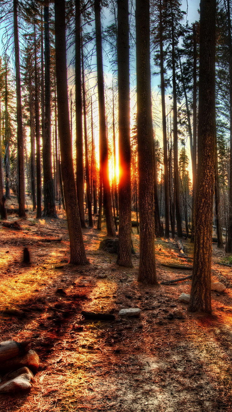 Обои природа, дерево, лес, лесистая местность, природный заповедник в разрешении 750x1334