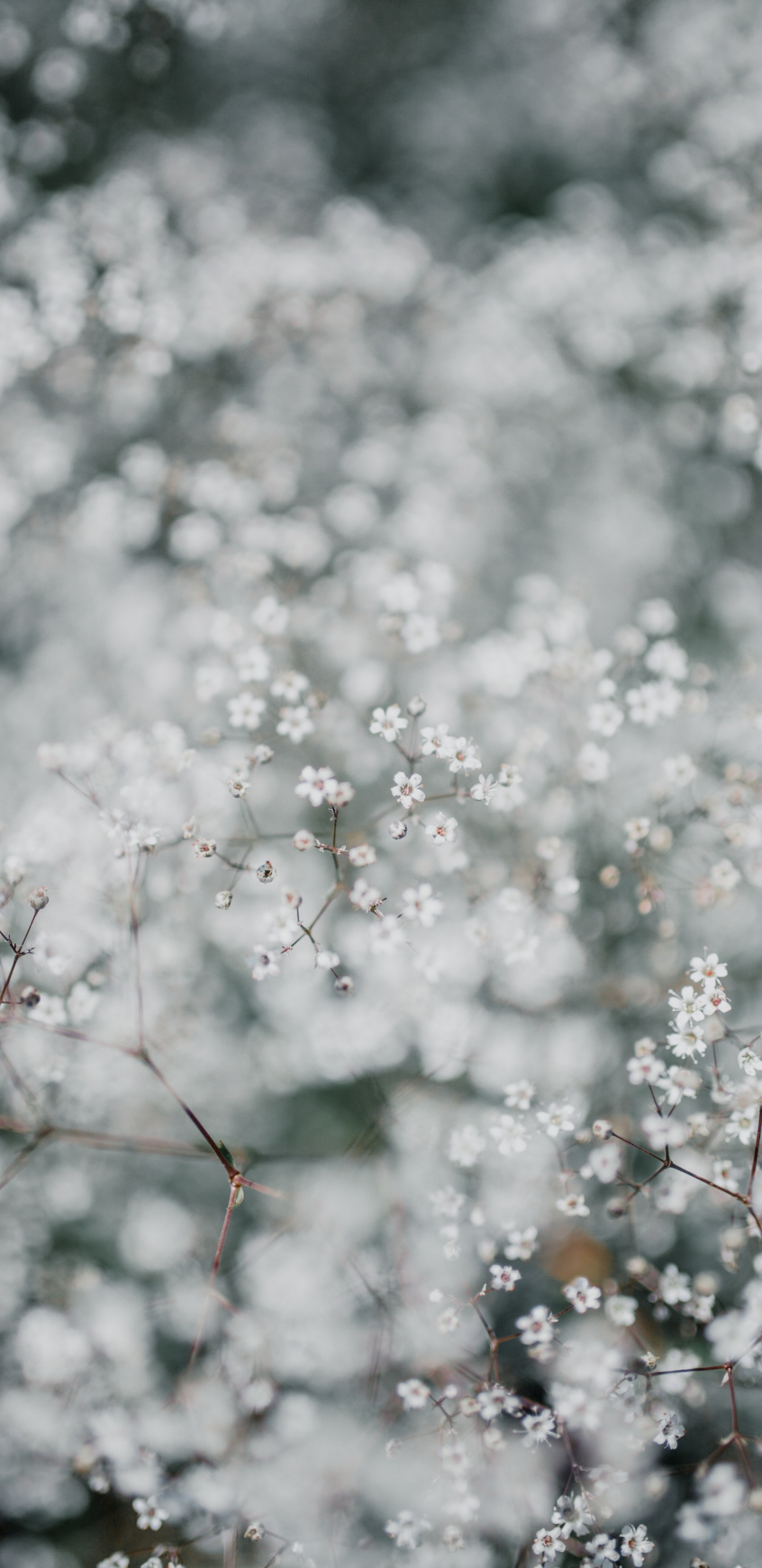 Обои расцвет, цветок, ветвь, весна, растение в разрешении 1440x2960