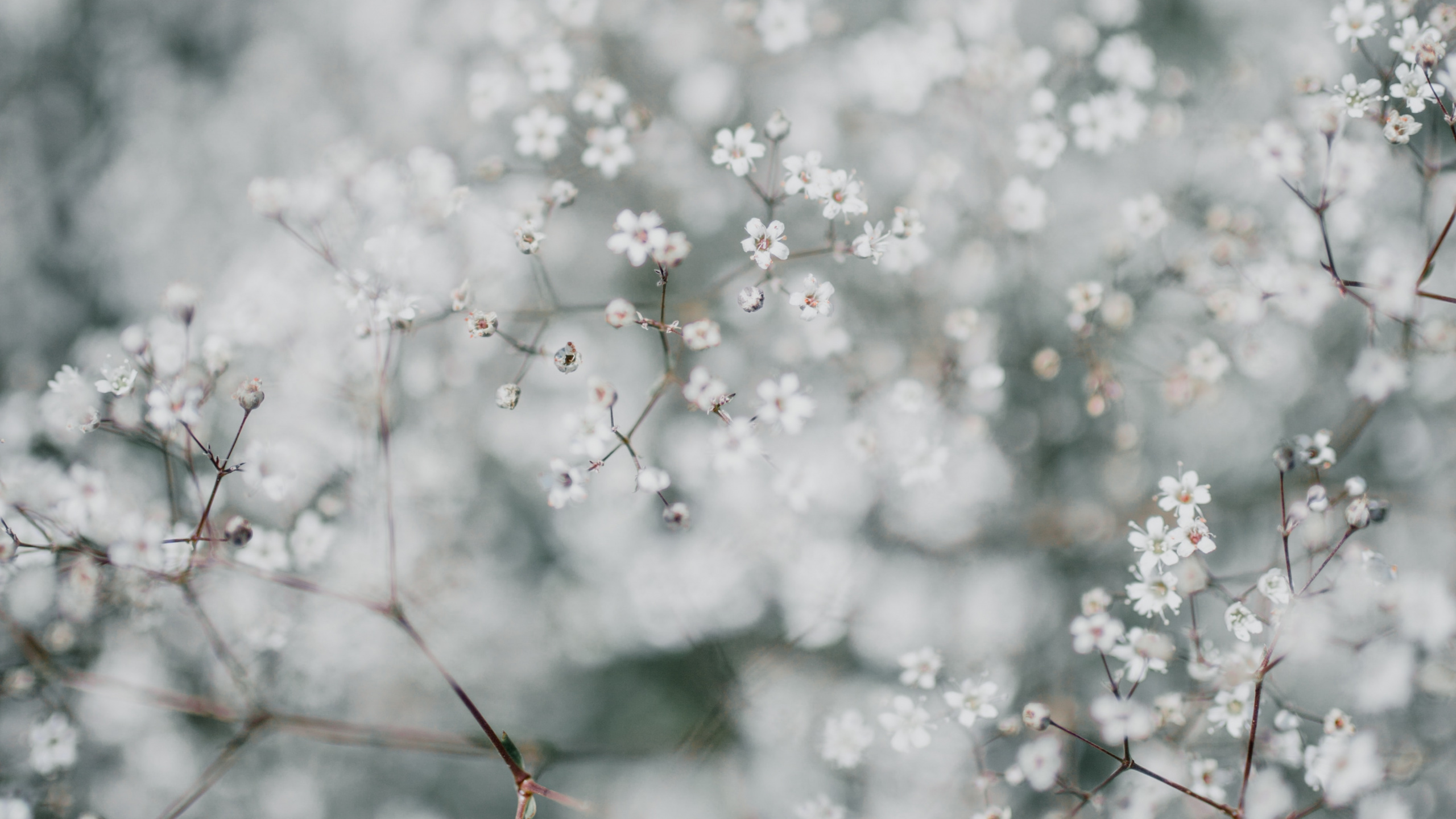 Обои расцвет, цветок, ветвь, весна, растение в разрешении 2560x1440