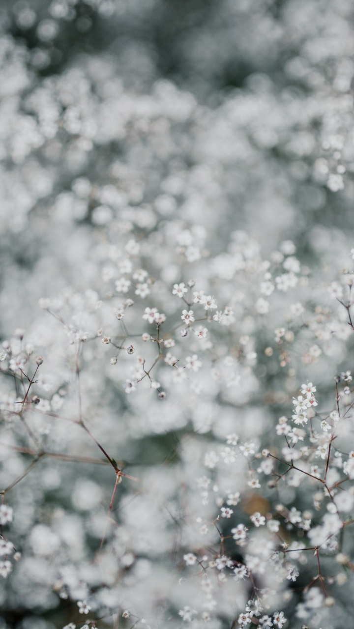 Обои расцвет, цветок, ветвь, весна, растение в разрешении 720x1280