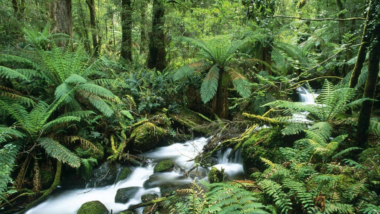 Обои растительность, природа, лес, природный заповедник, джунгли в разрешении 1280x720