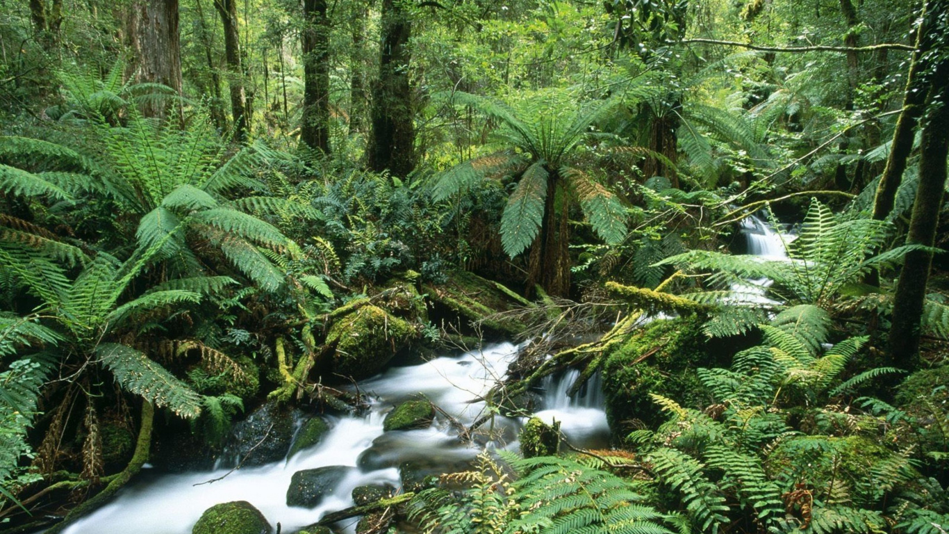 Обои растительность, природа, лес, природный заповедник, джунгли в разрешении 1366x768