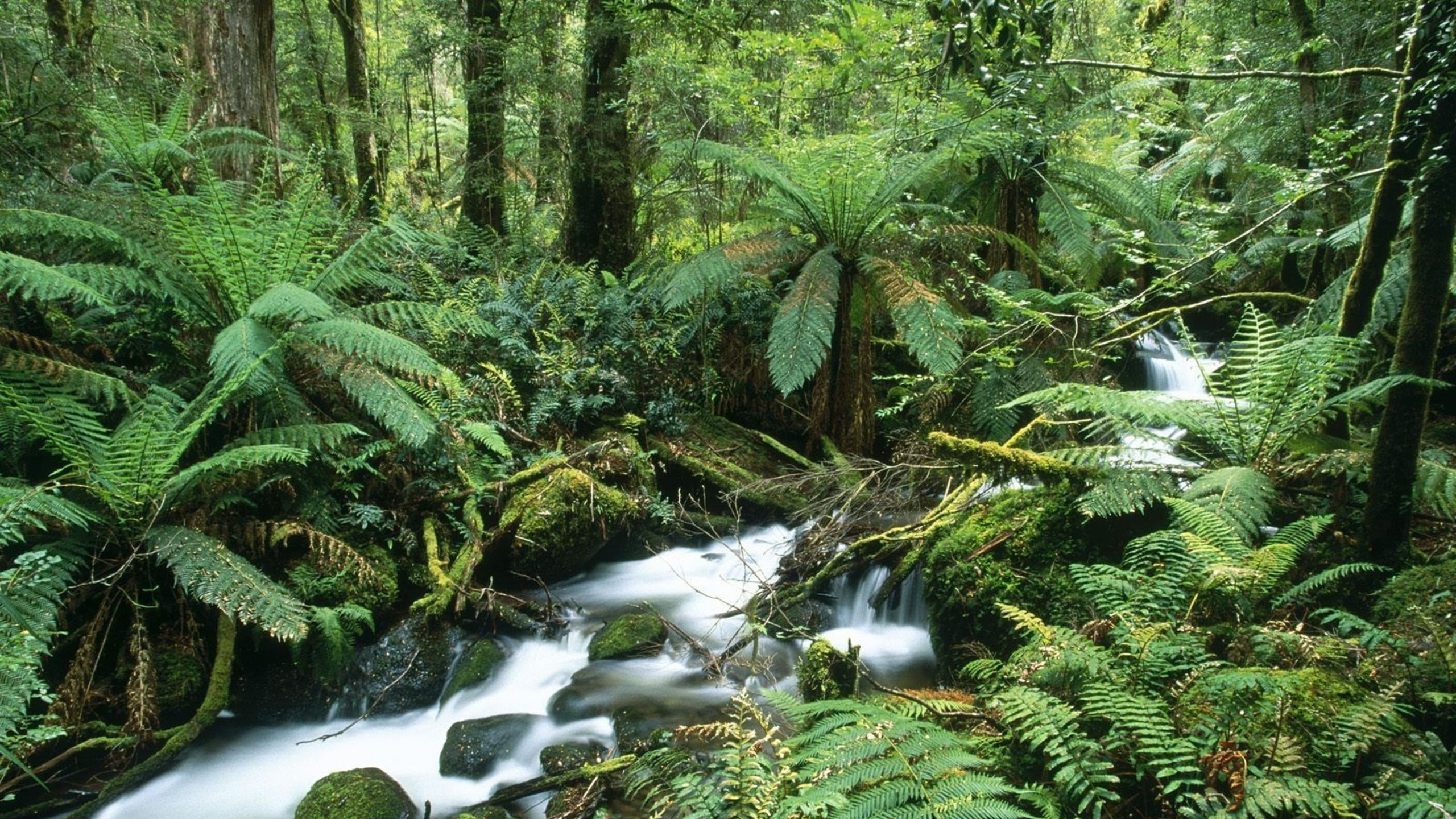 Обои растительность, природа, лес, природный заповедник, джунгли в разрешении 2560x1440