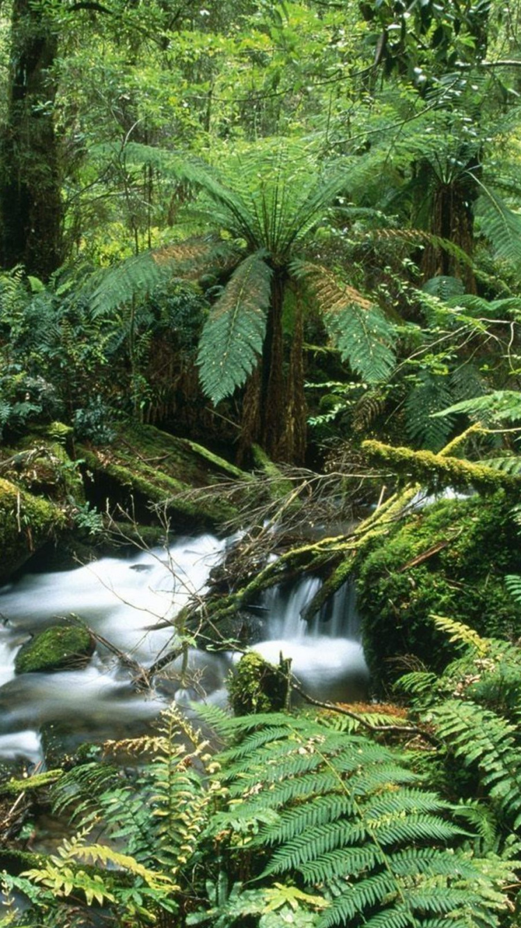 Обои растительность, природа, лес, природный заповедник, джунгли в разрешении 750x1334