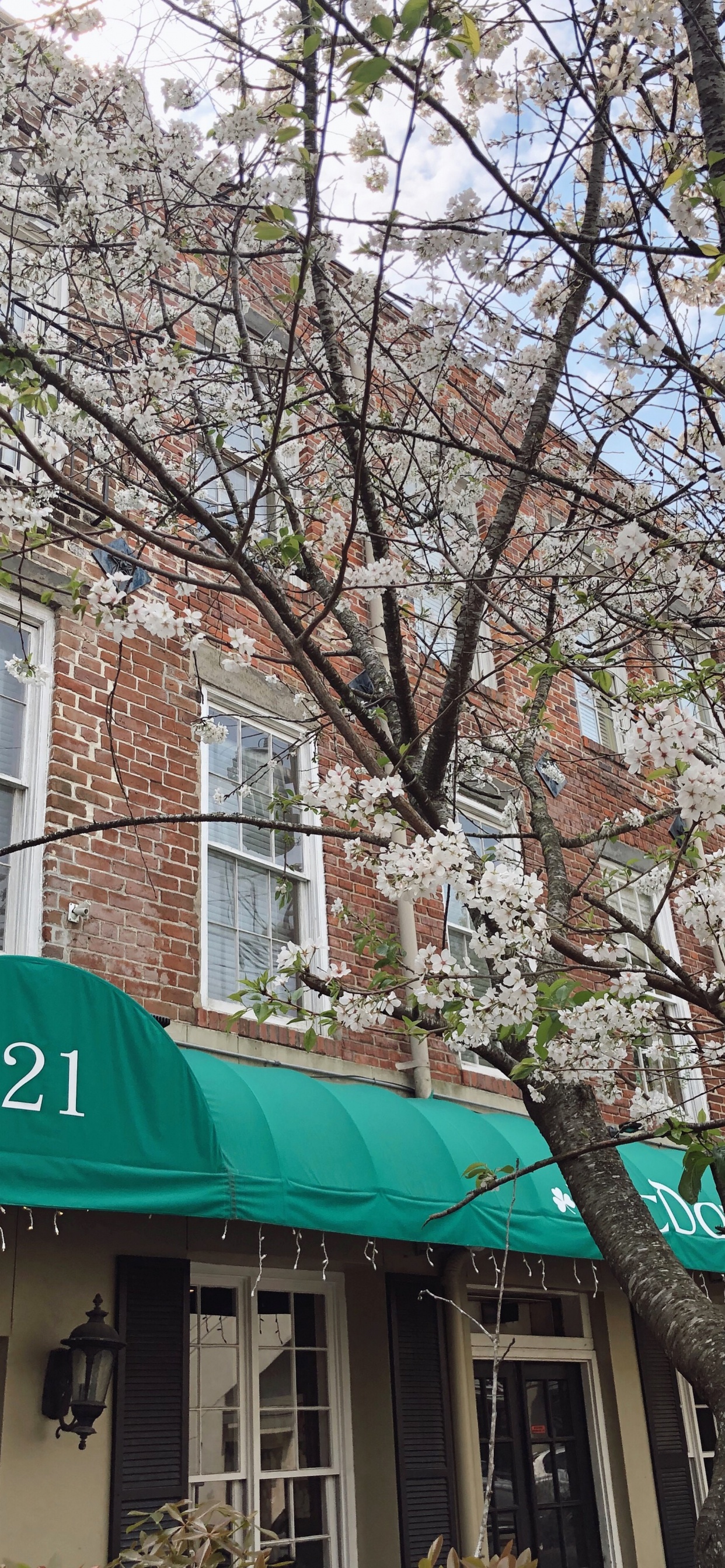 Обои городской район, ветвь, архитектура, крыша, дерево в разрешении 1242x2688