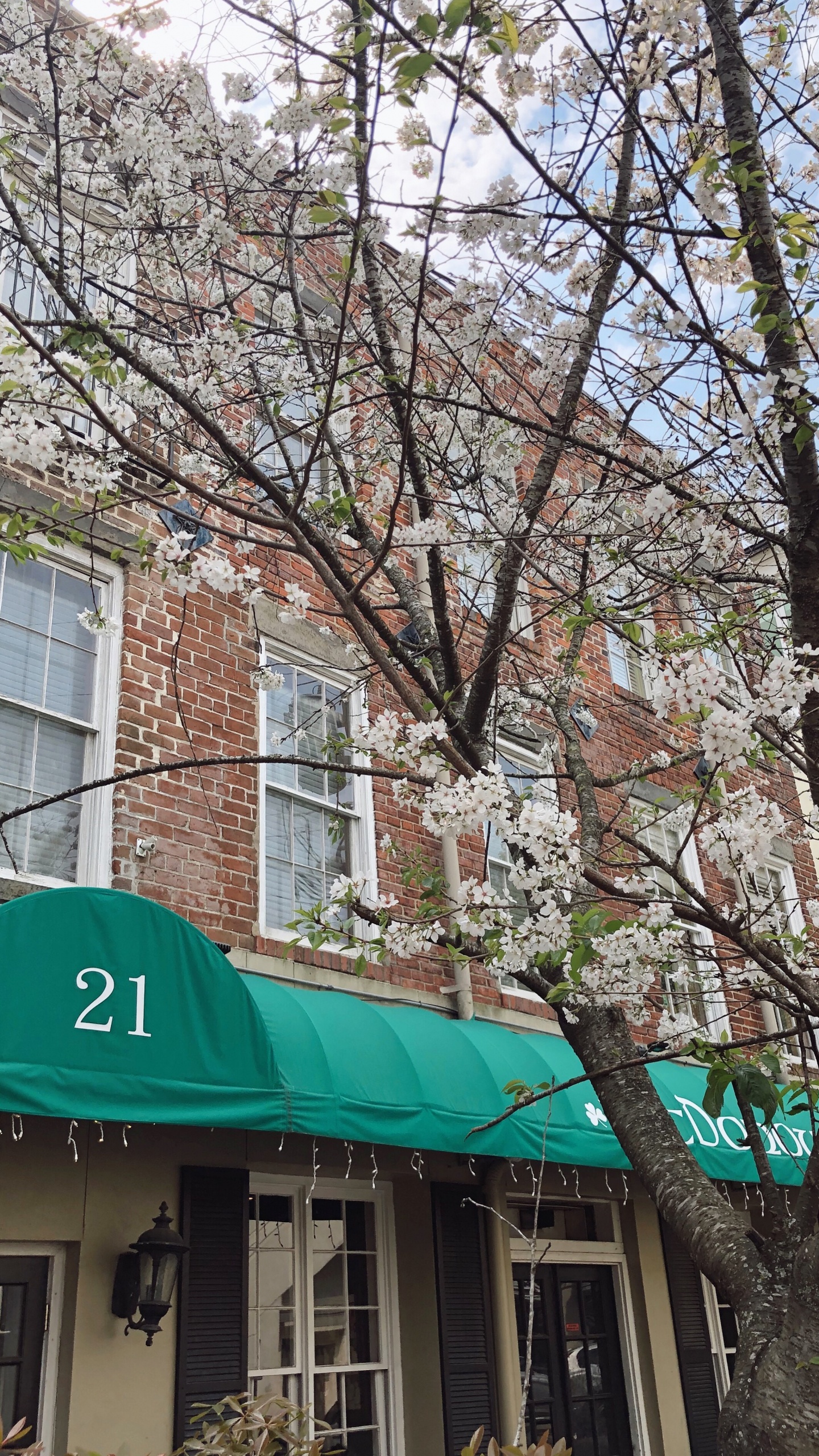 Обои городской район, ветвь, архитектура, крыша, дерево в разрешении 1440x2560