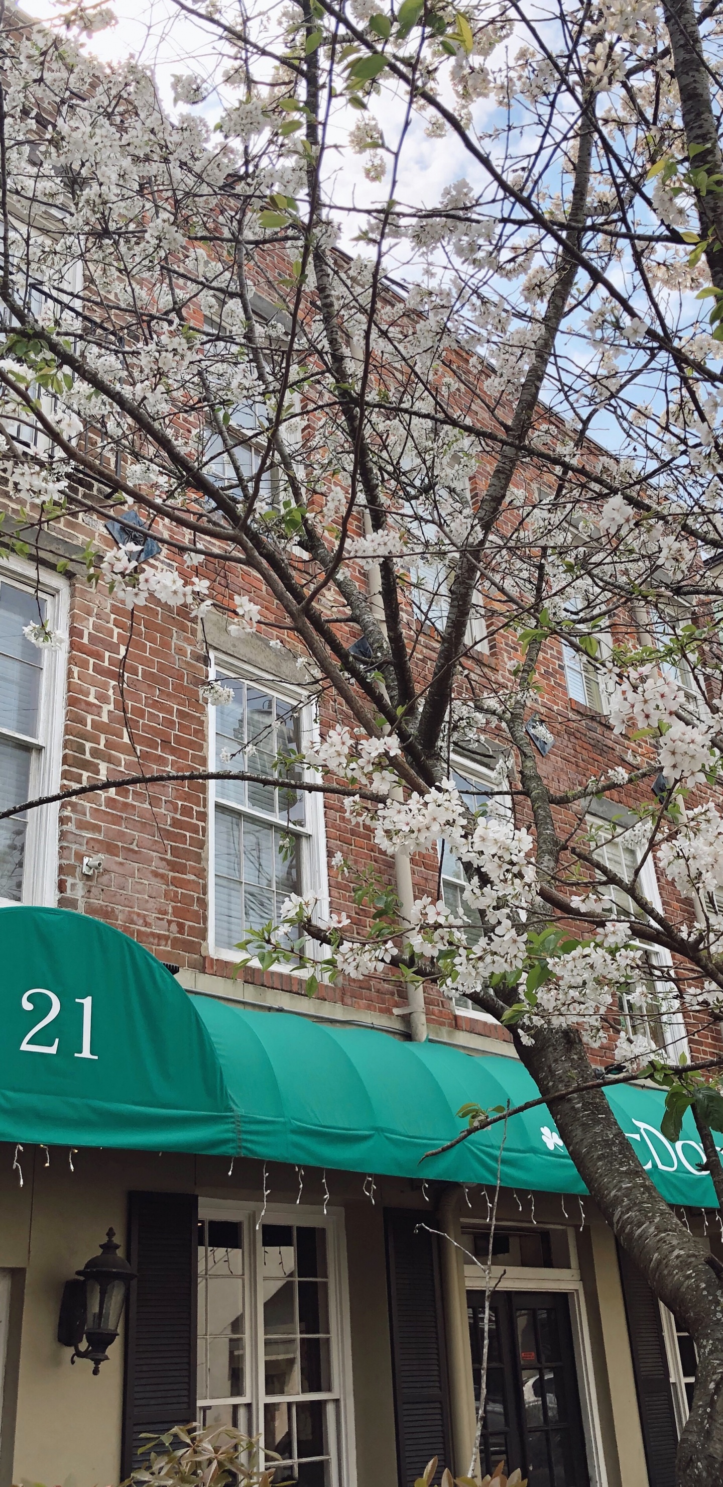 Обои городской район, ветвь, архитектура, крыша, дерево в разрешении 1440x2960