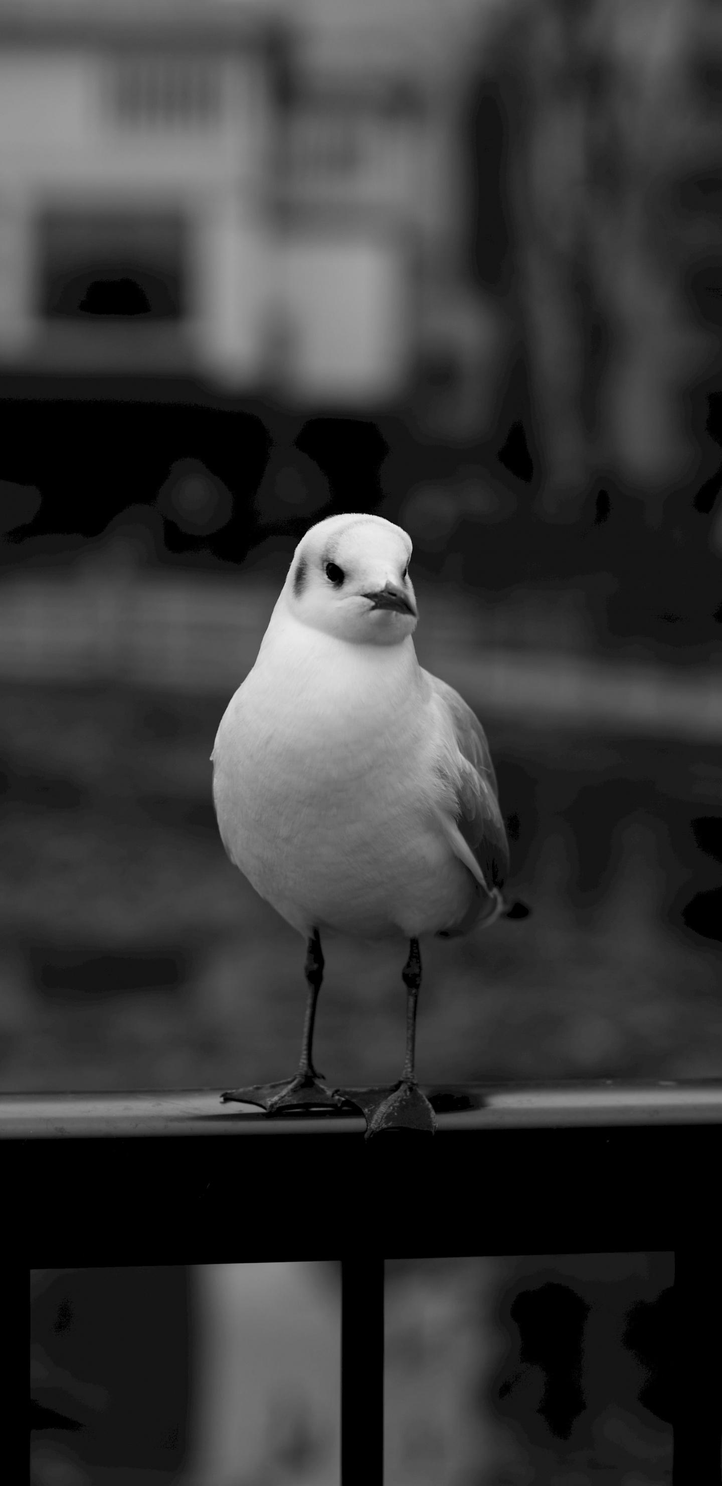 Обои чайки, белые, черный, монохромный, птица в разрешении 1440x2960