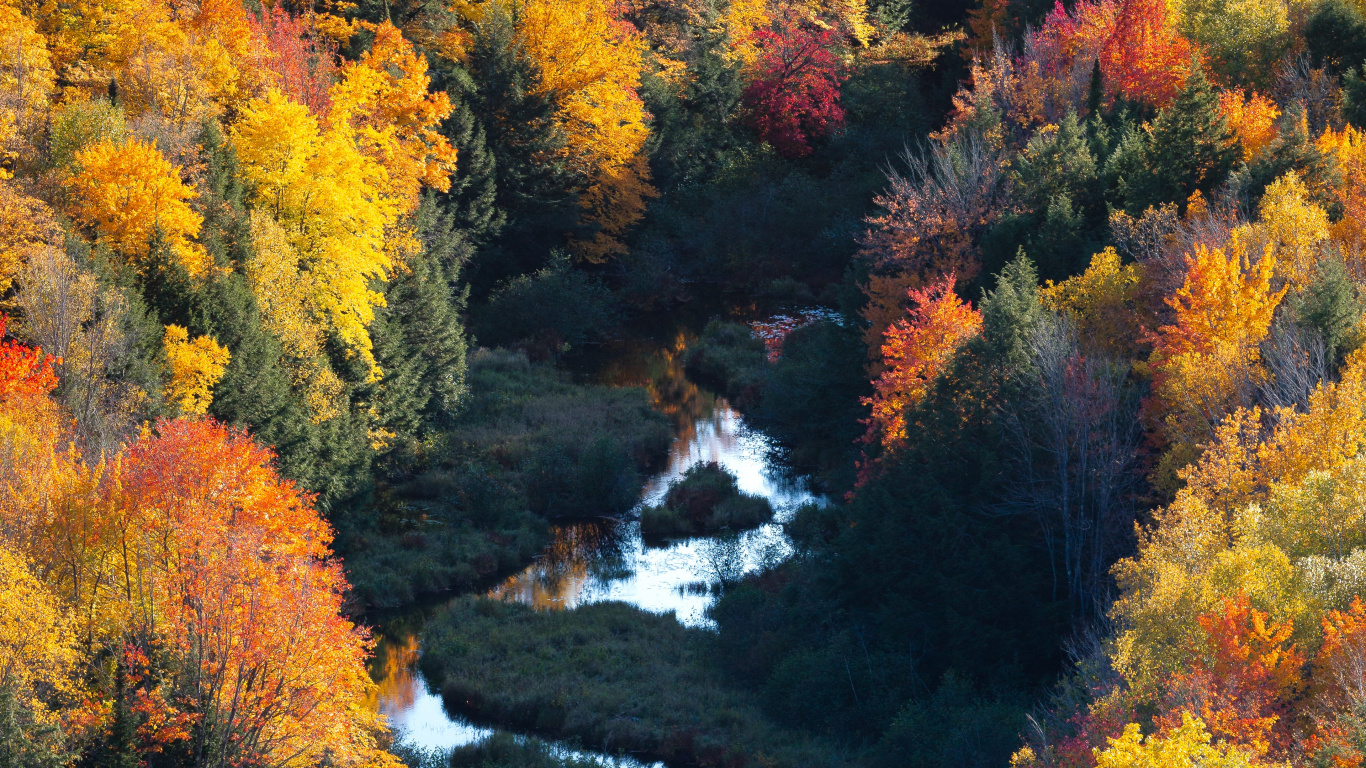 Обои природа, природный ландшафт, лист, дерево, растительность в разрешении 1366x768