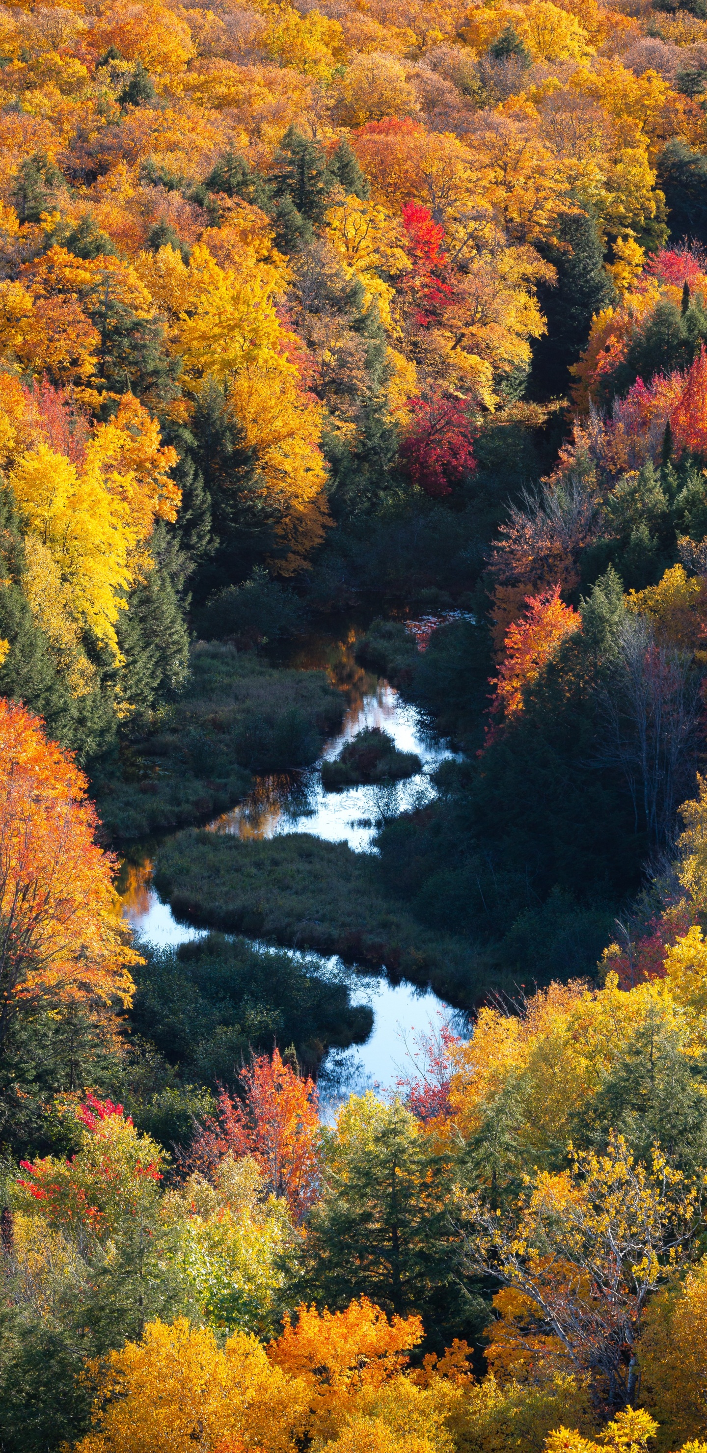 Обои природа, природный ландшафт, лист, дерево, растительность в разрешении 1440x2960