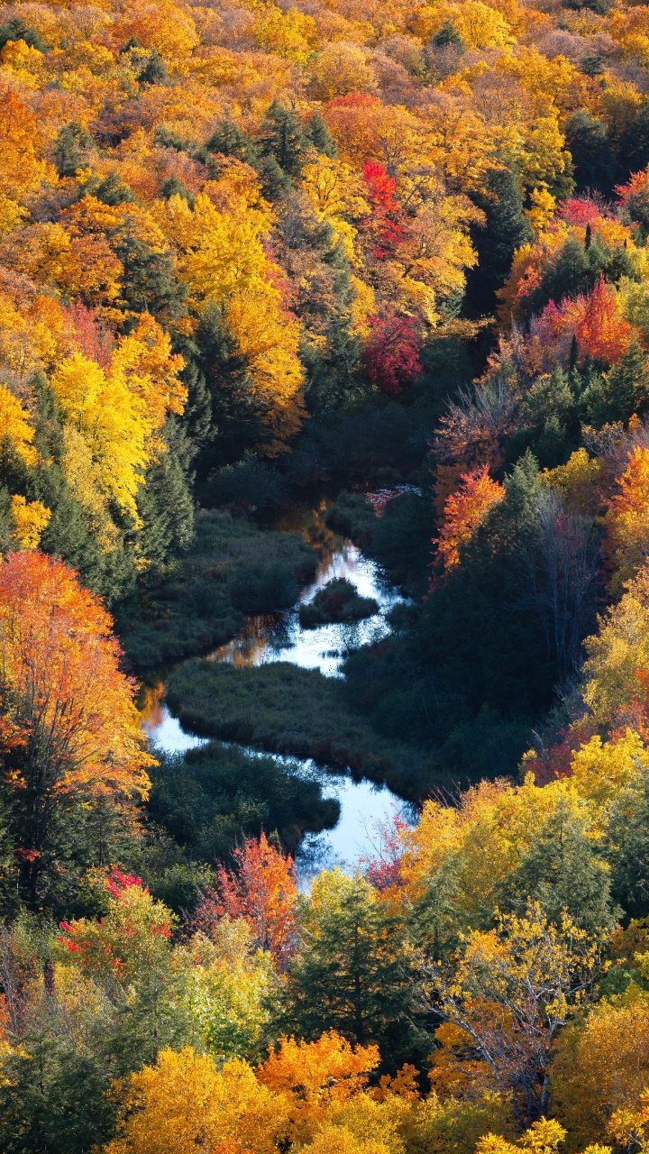 Обои природа, природный ландшафт, лист, дерево, растительность в разрешении 720x1280