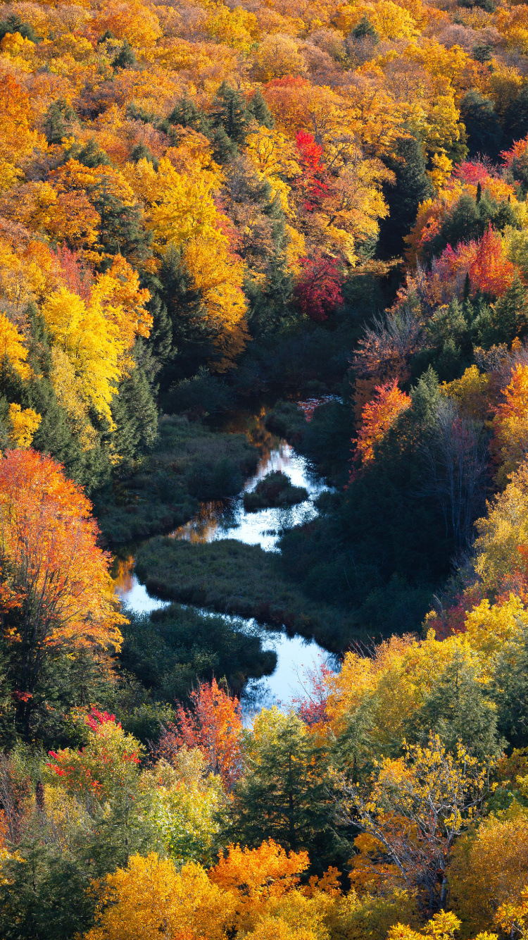 Обои природа, природный ландшафт, лист, дерево, растительность в разрешении 750x1334
