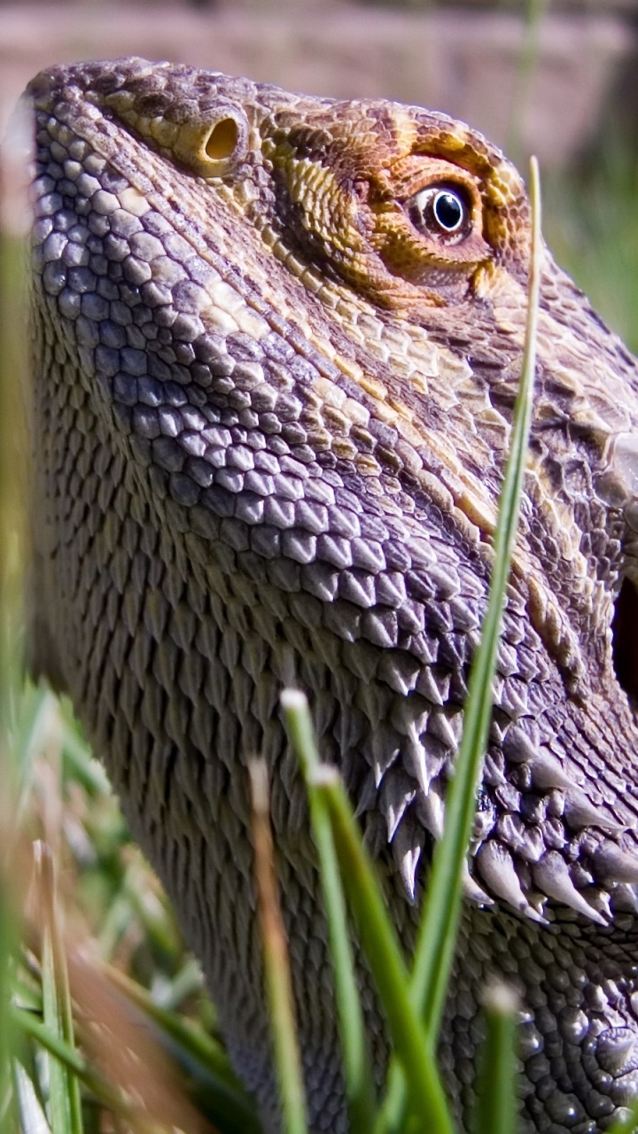 Обои ящерица, пресмыкающееся, масштабных рептилий, игуана, наземные животные в разрешении 720x1280
