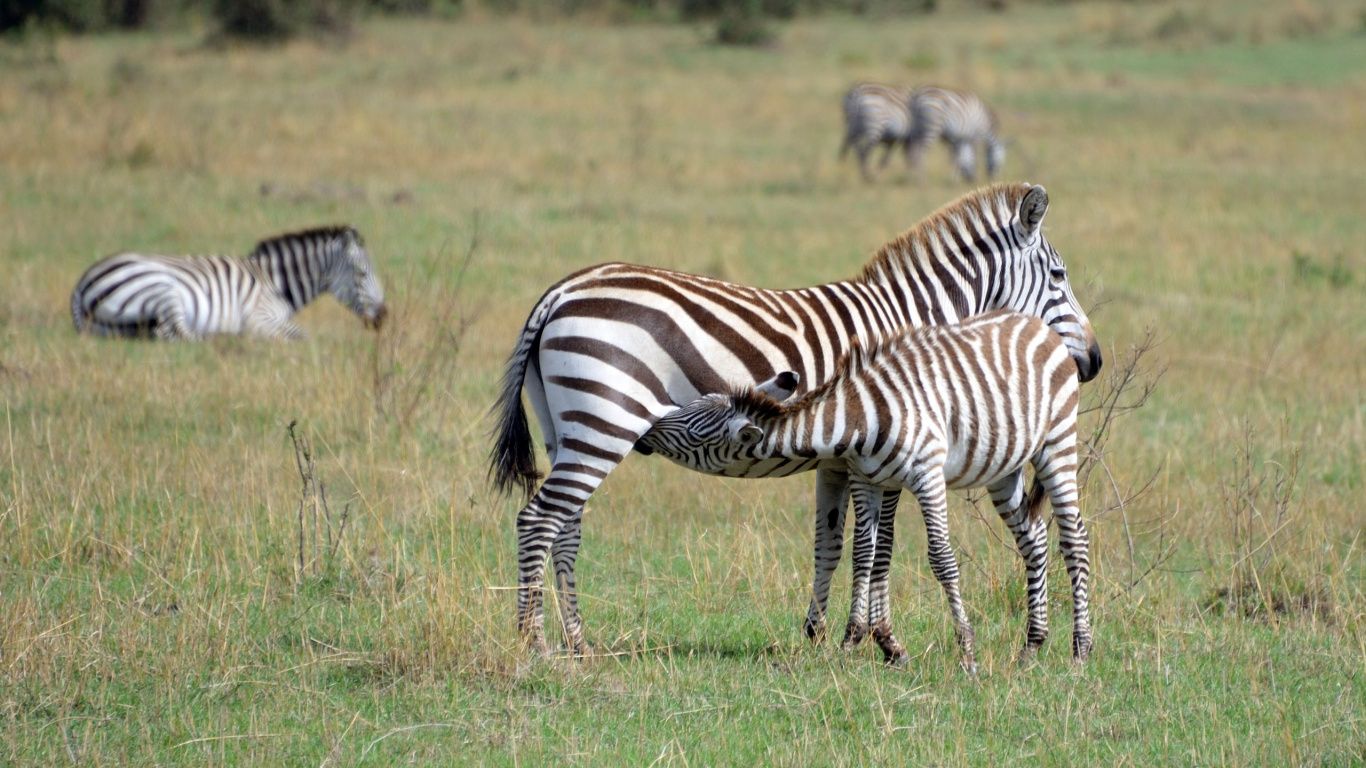 Обои живая природа, Квагга, зебра, пустыня, наземные животные в разрешении 1366x768